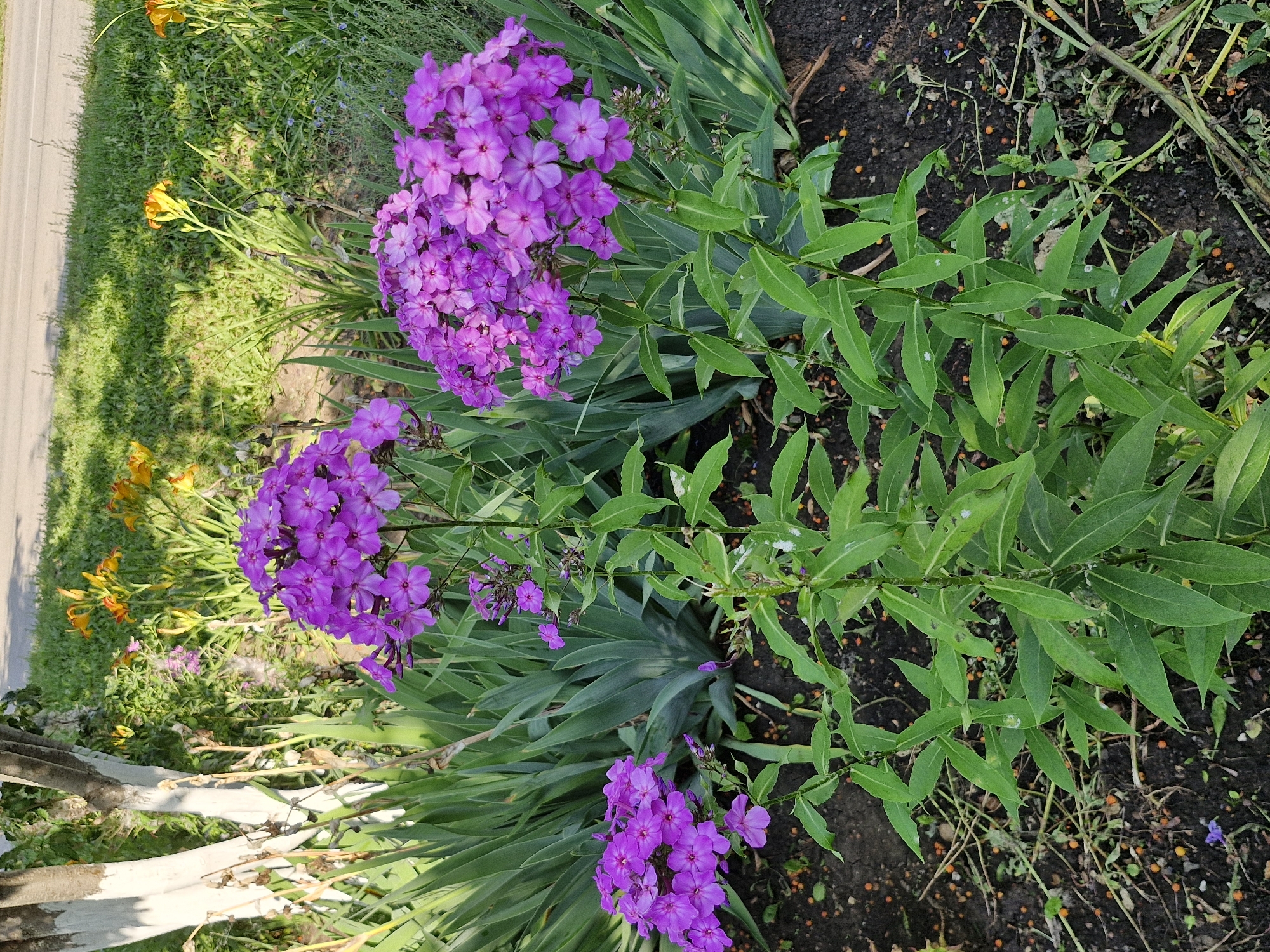 The image shows a close-up view of several clumps of vibrant purple phlox flowers in full bloom. The flowers are densely packed on tall green stems, with individual blossoms having five petals and delicate pink centers. In the background, there are lush green spiky leaves, likely from a yucca plant, and hints of yellow daylilies and other greenery. The ground is dark soil, with scattered small orange berries or seeds. The scene appears to be a garden bed, possibly bordering a road, as suggested by the asphalt and grassy area visible in the upper portion of the image. The overall impression is one of a well-tended outdoor garden during a sunny day. The location is identified as Buzdyak, Russia.