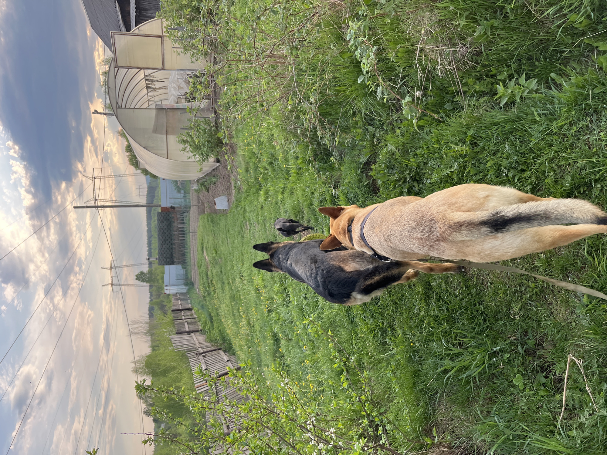The image depicts two dogs in a grassy field, possibly in a rural or suburban area within or near Nizhny Tagil, Russia. One dog is a German Shepherd with black and tan coloration, and the other appears to be a mixed-breed dog with a light brown and black coat. They are connected by a leash. In the background, there is a greenhouse, power lines, a wooden fence, and trees. The sky is partially cloudy. The lighting suggests it is either early morning or late afternoon.