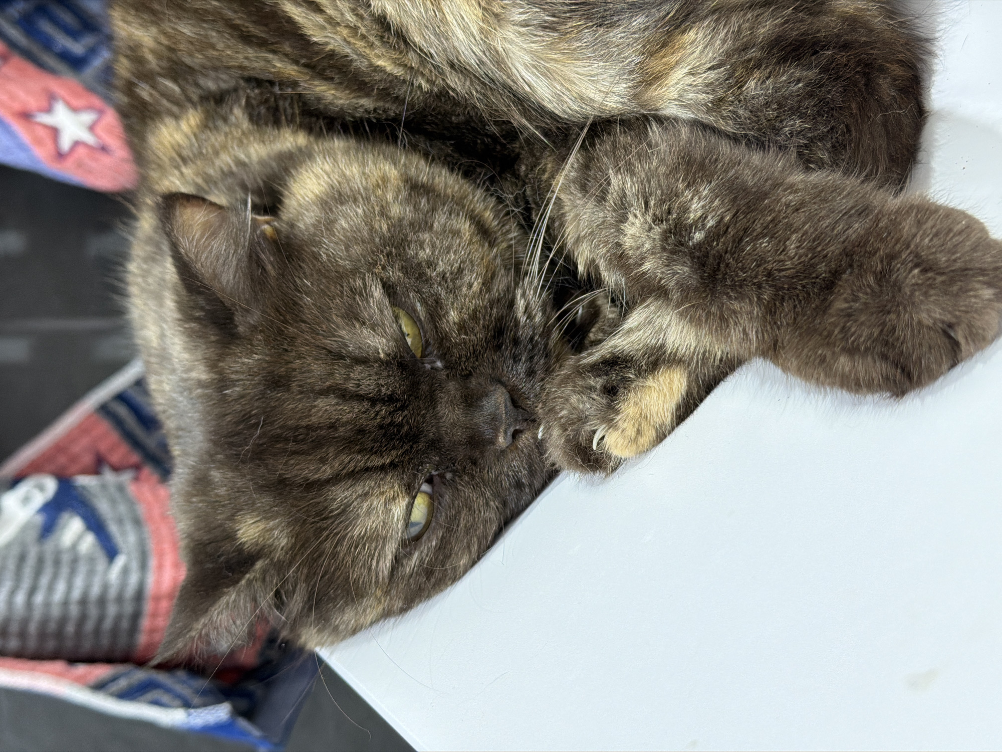 A tortoiseshell cat is lying on its side in a white container. The cat's head is in the lower left, with its left paw curled near its nose, exposing its claws. The cat has yellow-green eyes. A blanket with a star design is partially visible on the left side of the image. The location of Chaikovsky, Russia is not relevant.