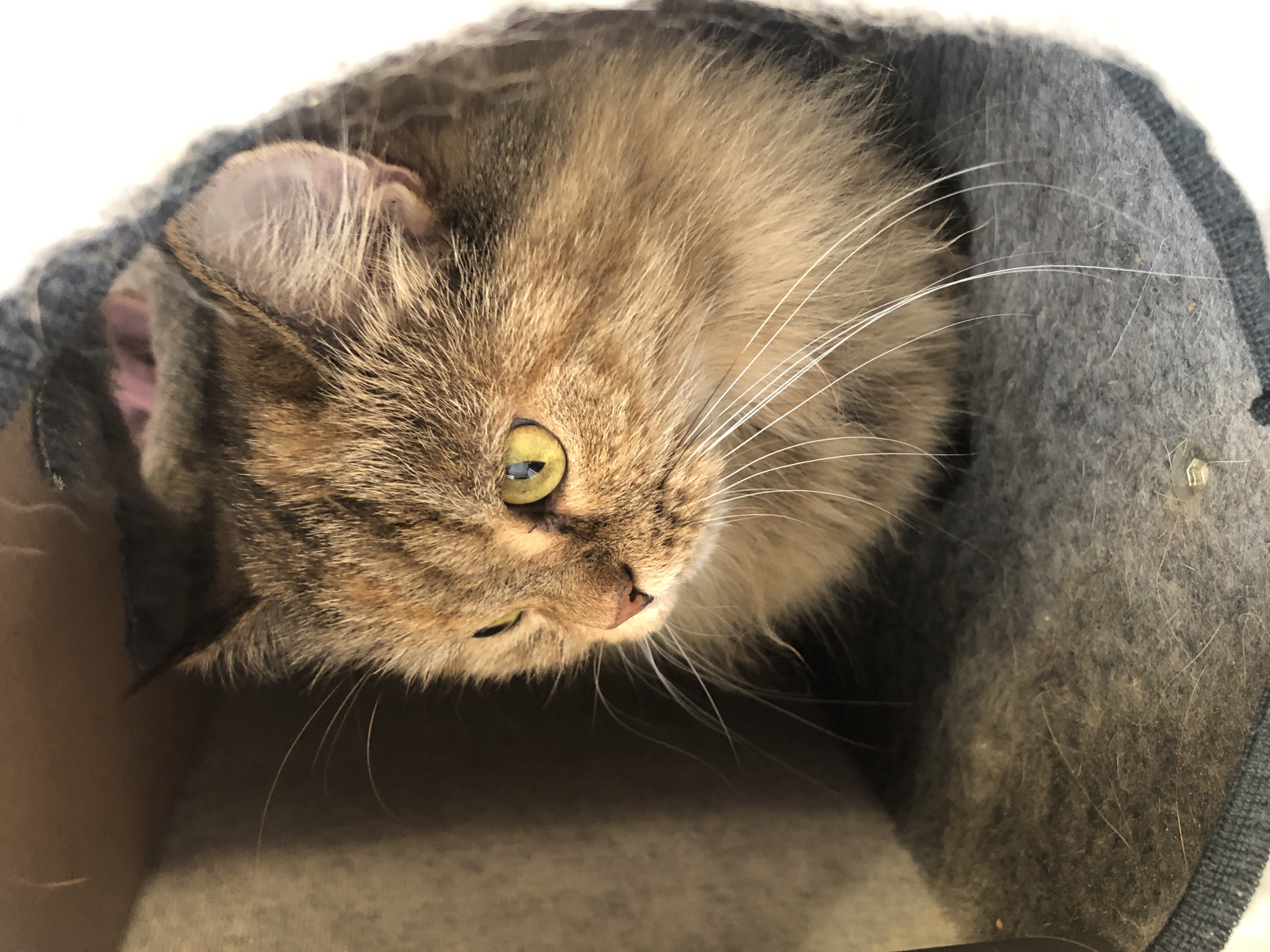 A close-up, eye-level, indoor shot features a tortoiseshell cat peering out from a dark, plush cat hideaway. The cat's head is angled to the left, with its yellow eyes focused to the left and slightly down. Its fur is a mix of brown, black, and ginger, with long, white whiskers fanning out. The hideaway appears to be made of felt-like material in shades of gray and tan. The background is blurred and mostly dark, suggesting a dimly lit interior. The cat is partially obscured by the opening of the hideaway.