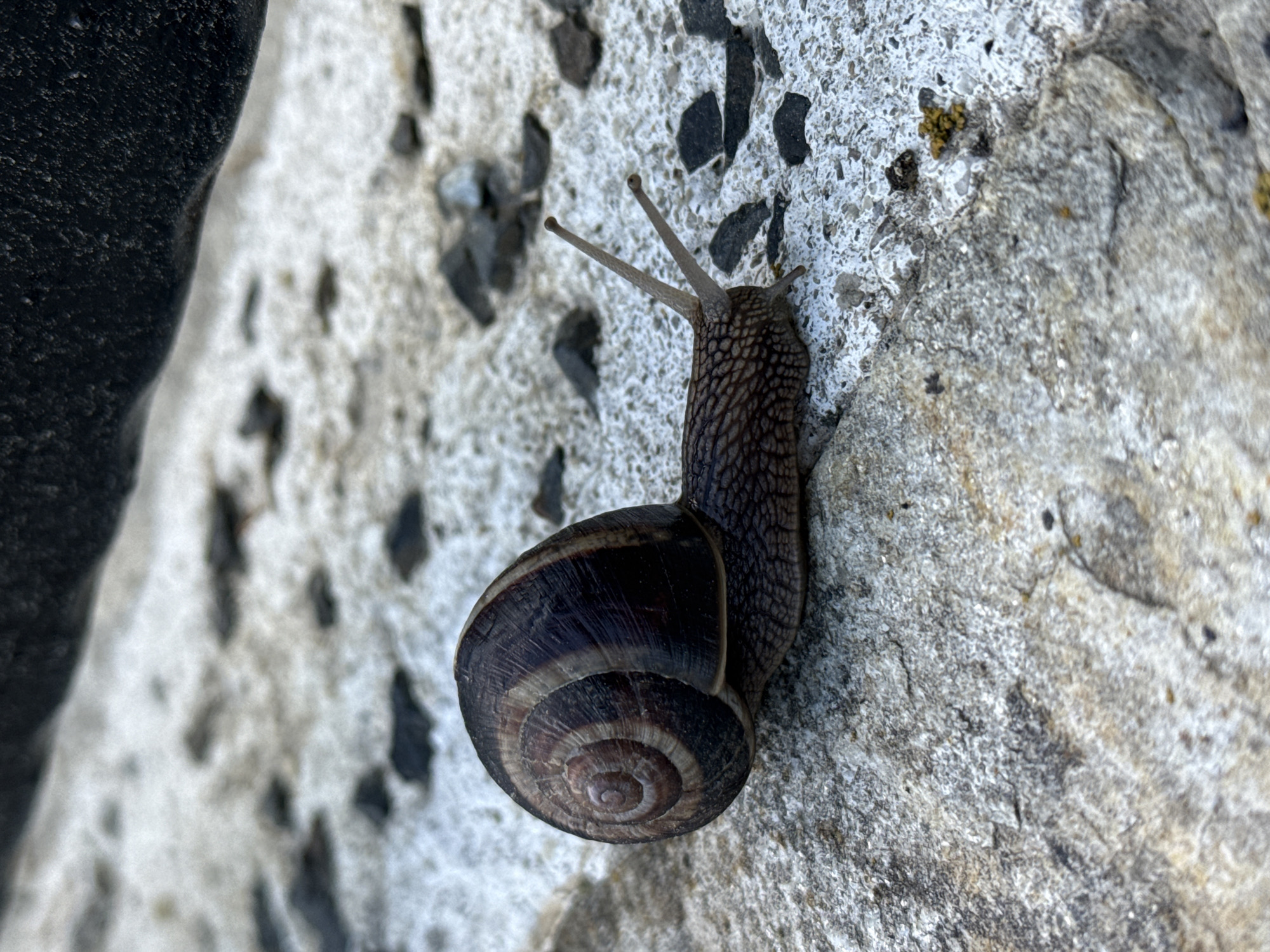A snail is on a rough, light-colored surface, possibly concrete with small dark stones embedded in it. The snail is moving to the right, its shell is brown with darker spiral patterns. The snail's head and tentacles are extended. In the background, a dark, rough object is visible at the top edge of the frame. The scene appears to be outdoors. The image was taken in Yundola, Bulgaria.
