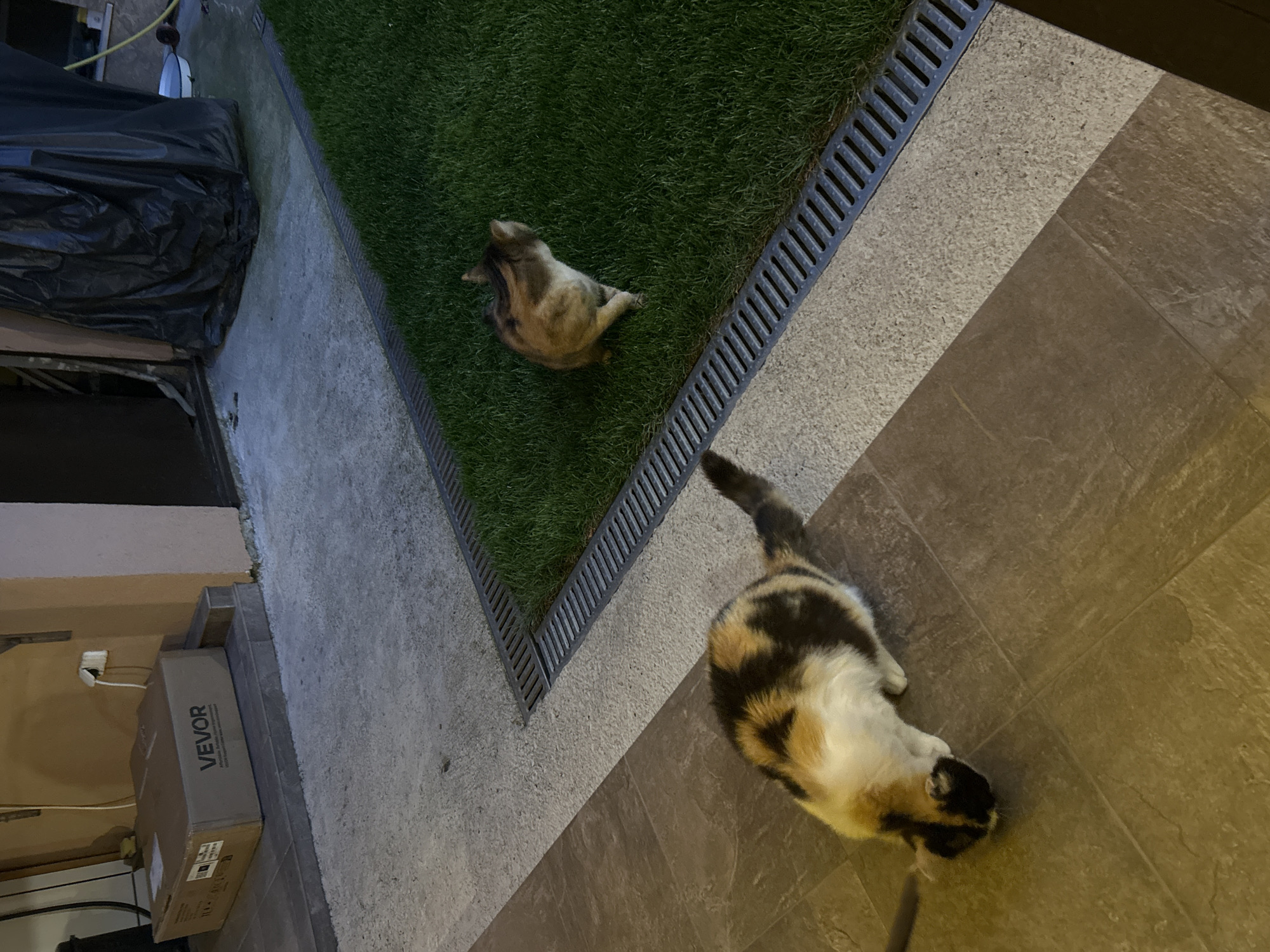 Two cats are in an outdoor scene. One cat, tan and grey, rests on a patch of green grass bordered by a metal grate. The other cat, calico in color, is on a tiled surface. A black object covered with plastic is in the background along with a box labeled "VEVOR." The location is Mirovyane, Bulgaria.