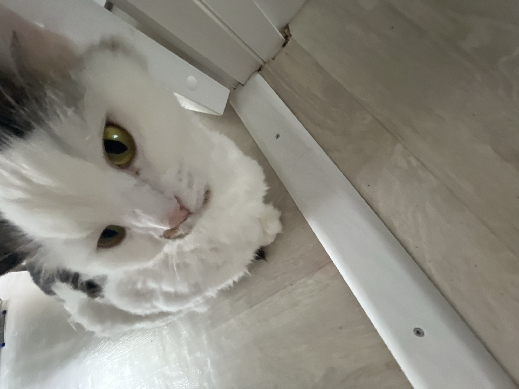 A domestic cat with white fur and patches of gray on its head and back is lying on a light-colored wooden floor. The cat has yellow eyes and a pink nose with a slight smudge of brown. In the foreground, a white baseboard runs along the bottom of the image, secured with visible screws. To the right, a portion of a white door frame is visible. The background shows a blurry white surface.