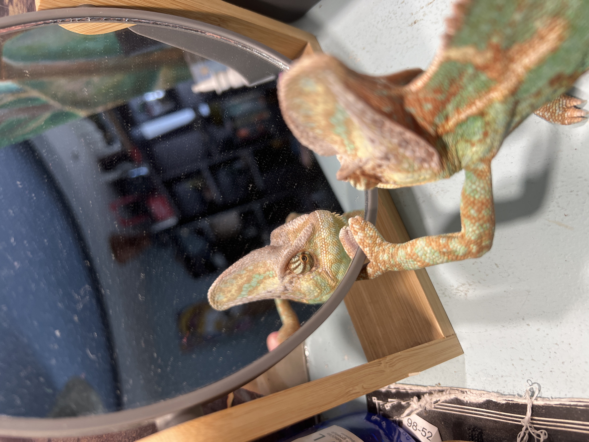 A chameleon is looking at its reflection in a circular mirror. The chameleon is predominantly green and brown with speckled patterns. It has one hand on the mirror's edge. The mirror reflects a cluttered room. The mirror sits on a wooden stand. The background features a light blue surface with some objects and packaging, partially obscured. The image does not appear to be taken in Moscow, Russia.