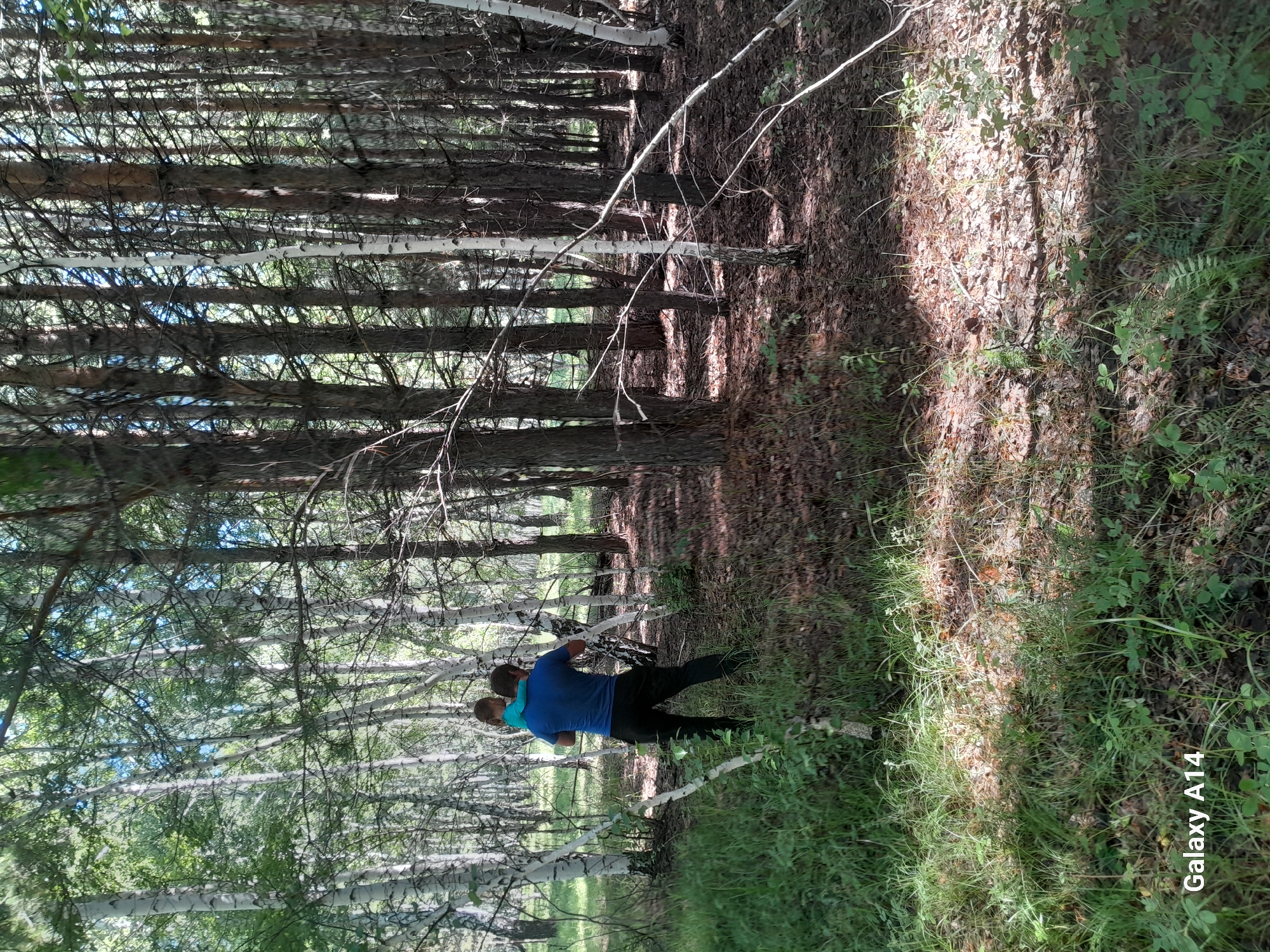 In a sun-dappled forest, a man in a blue shirt and dark pants carries a young child on his shoulders. The child, wearing a turquoise shirt, faces away from the viewer. They are surrounded by a mix of birch and pine trees, with a floor covered in fallen leaves and green undergrowth. The scene is illuminated by sunlight filtering through the canopy, creating patterns of light and shadow on the forest floor. The foreground shows lush green grass and some scattered brown leaves. The image is captured from behind the two individuals, looking further into the woods.