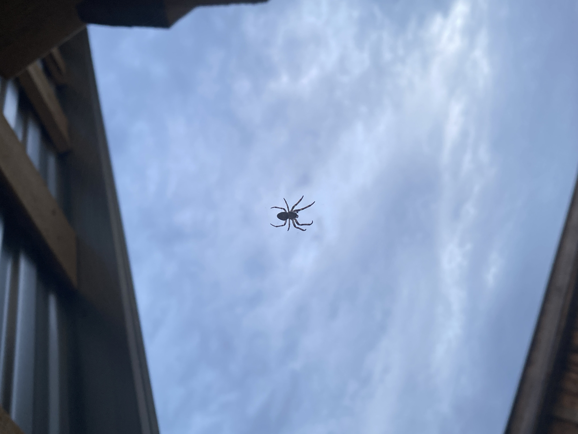A spider hangs in the center of the frame against a cloudy sky. The view is framed by parts of a building structure on either side. There is no evidence to indicate the location is Посёр, Russia.