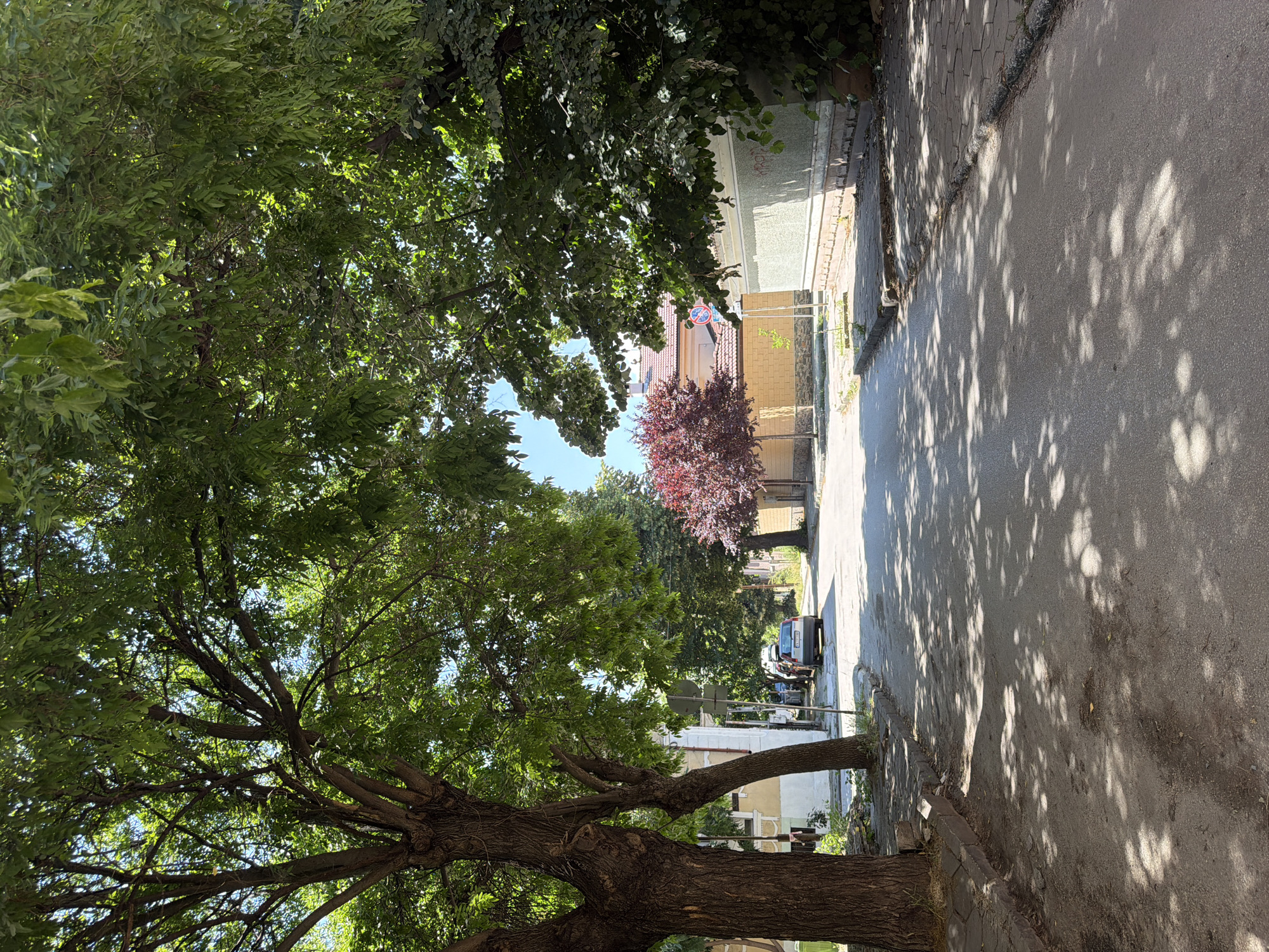 The image shows a street in Pazardzhik, Bulgaria, lined with trees casting dappled shadows on the asphalt. On the left, a large tree with a thick trunk dominates the foreground, its branches arching over the street. A lighter-colored building with architectural details is visible behind it. Further down the street, a silver car is parked on the right side. On the right side of the street, a building with a light-colored facade and some graffiti is visible. A smaller tree with reddish-purple leaves stands in the middle ground. The sky is clear and blue. The scene appears to be a quiet residential street during daylight hours.