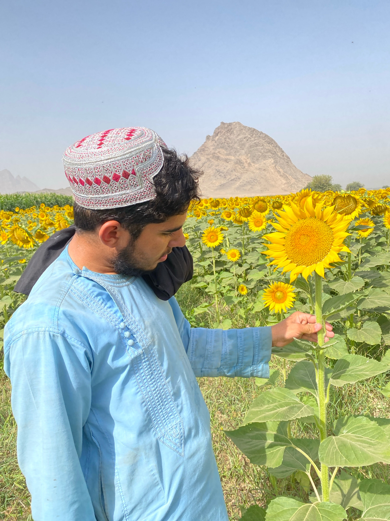 An Afghan man wearing a light blue traditional kurta and a red and white patterned cap stands in a field of sunflowers. He is facing to his right, looking down at a sunflower he is holding with his right hand. His left hand is resting on the stem of the sunflower. Behind him, rows of sunflowers stretch towards a large, light-colored mountain in the distance under a clear, pale blue sky. The overall scene suggests a rural or semi-rural agricultural setting.