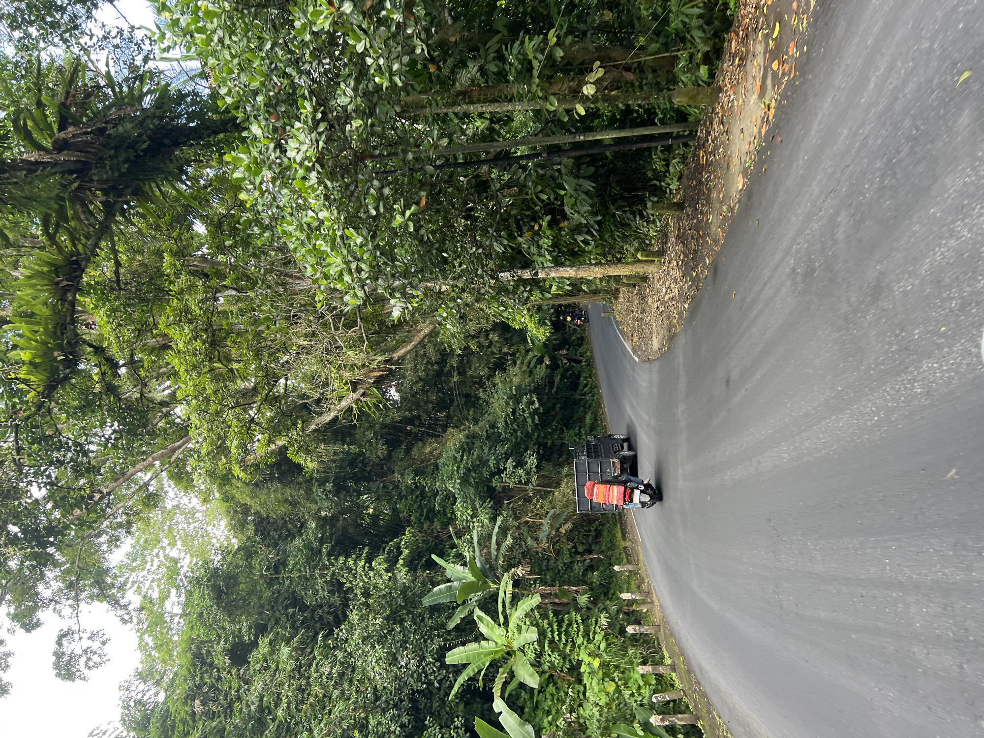 A paved road curves through a lush, tropical forest. The road is bordered by a row of concrete posts on the left and dense vegetation on the right. A black flatbed truck with a red cargo is traveling on the road, followed closely by a motorcycle carrying a similar red cargo. The truck and motorcycle are positioned in the middle of the road, moving away from the viewer. The surrounding forest is characterized by tall trees, with abundant green foliage and some epiphytic plants growing on the branches. The ground along the side of the road is covered with fallen leaves. The sky is visible through the canopy of trees. The overall scene depicts a rural road in a tropical environment, likely in Tembuku, Indonesia, given the context.