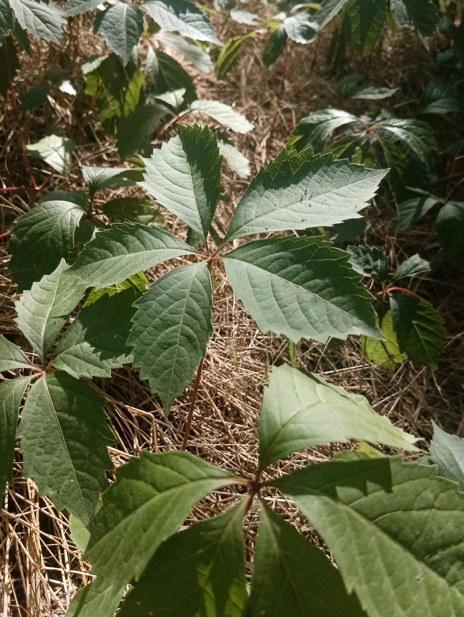 This is a close-up, vertical, outdoor, eye-level shot of several green leaves of a plant that appears to be Virginia creeper. The leaves are palmately compound, with five leaflets radiating from a central point. The leaflets are serrated along the edges and have prominent venation. The leaves are a vibrant green color, with some areas appearing lighter due to sunlight. The background is composed of dry, brown grass or straw, suggesting a dry, possibly late summer or fall environment. The lighting is dappled, with strong shadows cast by the leaves, indicating a sunny day. There are no people or animals visible in the image. The scene appears to be in a natural setting, possibly a garden or park.