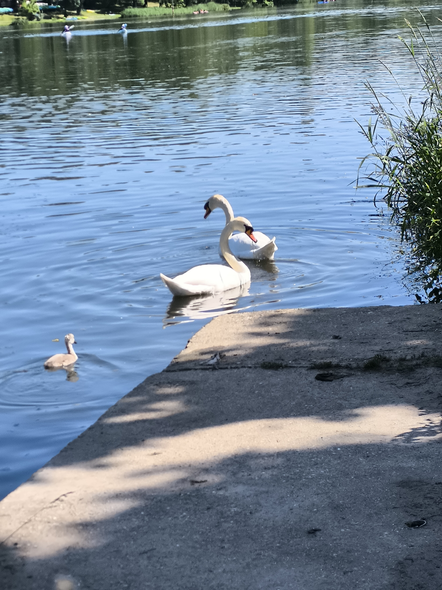 The image depicts a waterfront scene in Chézenas, France. Two adult white swans and one cygnet (young swan) are present in the water near a concrete embankment. The embankment is partially covered in shadow. To the right of the embankment, there are patches of green vegetation. In the background, across the water, are trees and indistinct figures that appear to be people in kayaks or boats. The water is calm with slight ripples. The sky is not visible, but the scene appears to be captured during daylight hours with sunny conditions as indicated by the shadows. The photograph is taken from a high angle view, and is generally in focus.