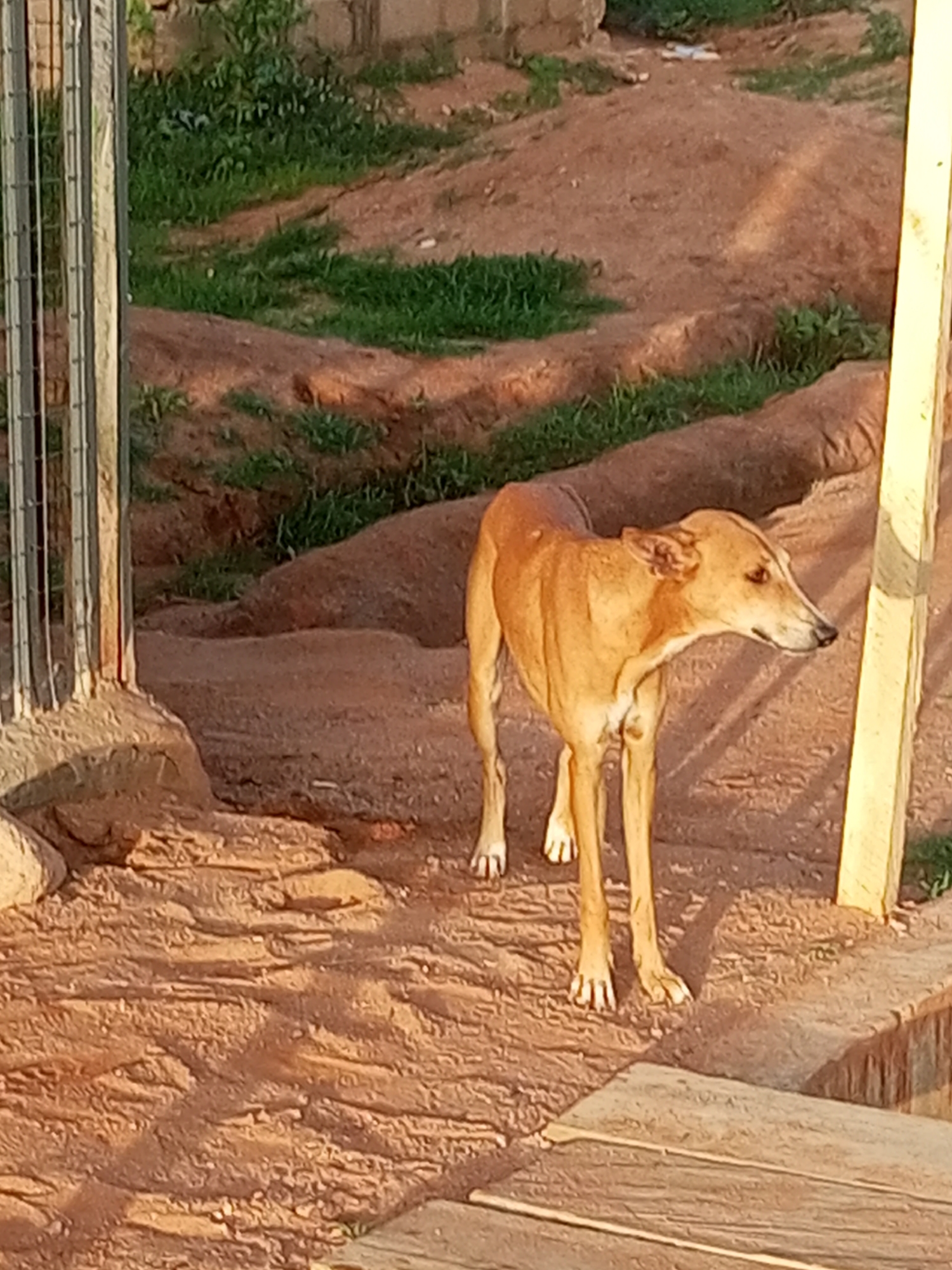 A slender, light brown dog with a long snout stands on a dirt path in an outdoor enclosure. The dog is facing to the right, with its head slightly lowered. The ground is covered in dry dirt and some patches of green grass. To the left, a metal fence post is visible, and to the right, a wooden post stands vertically. In the background, there are more dirt mounds and some vegetation. The scene appears to be in the city of Tempure, Nigeria, based on the architectural elements and the arid environment.