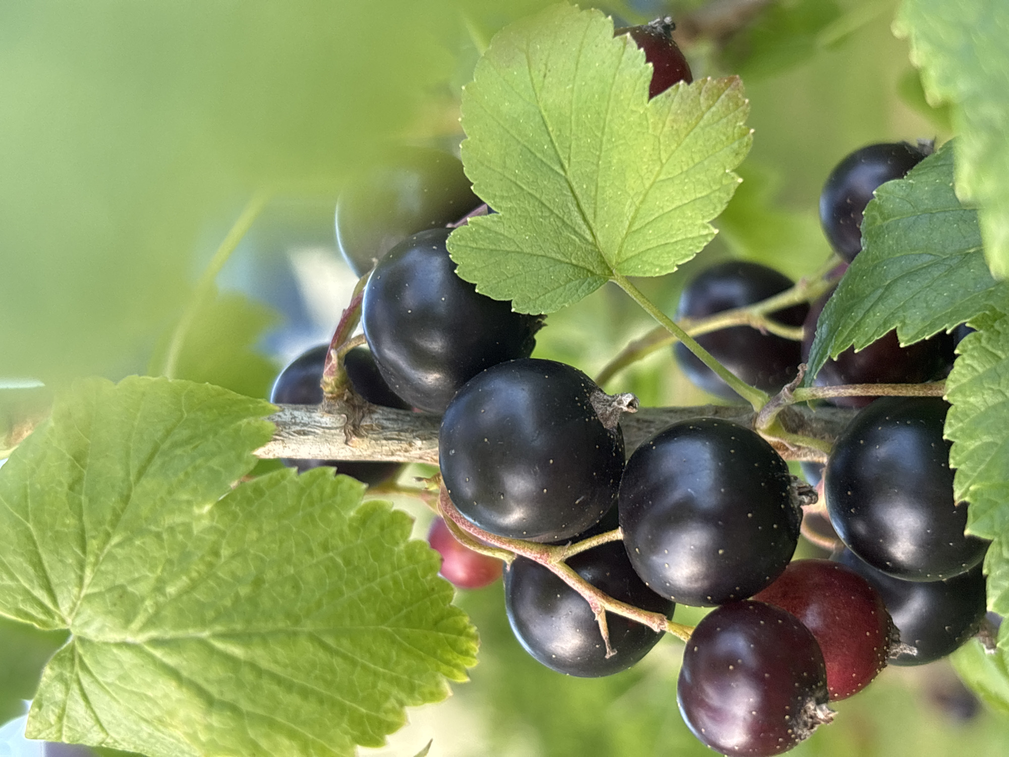 This is a close-up, eye-level shot of a cluster of blackcurrants growing on a branch, with lush green leaves in the foreground and background. The blackcurrants are ripe, appearing dark purple and round, with a few lighter red ones interspersed. They are dotted with tiny white specks, characteristic of the fruit. The leaves are vibrant green, some showing slight serrations along their edges. The scene is bathed in natural light, suggesting it is daytime, likely outdoors in a garden or natural setting. The focus is sharp on the berries and nearby leaves, with the background softly blurred, creating a shallow depth of field. There are no people visible, nor any text. The overall impression is one of natural abundance and the vibrant colors of summer fruit ripening on the vine. The location context of Yermolino, Russia, suggests this could be a common sight in gardens or agricultural areas of the region during the berry season.