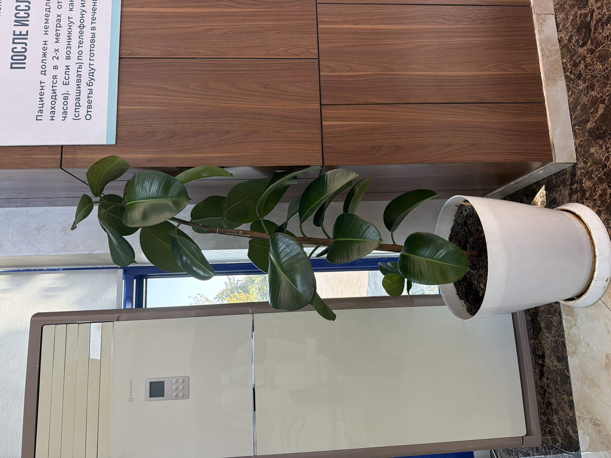 The image shows a still life scene inside a building. A tall potted rubber plant with large, glossy green leaves stands in a white pot to the right of a large, beige, vertical air conditioning unit. The unit has a small digital display and several buttons on its front panel, with the logo "HOFMANN" above it. To the right of the plant is a wall covered in vertical wooden panels. Above the wooden panels, a sign with text in Cyrillic script is partially visible, with the top line reading "ПОСЛЕ ИССЛЕД". The floor is tiled with dark brown and beige marble patterns. The overall lighting suggests an indoor environment, possibly a waiting area or a public space. No people are present in the image. The location is identified as Tashkent, Uzbekistan.