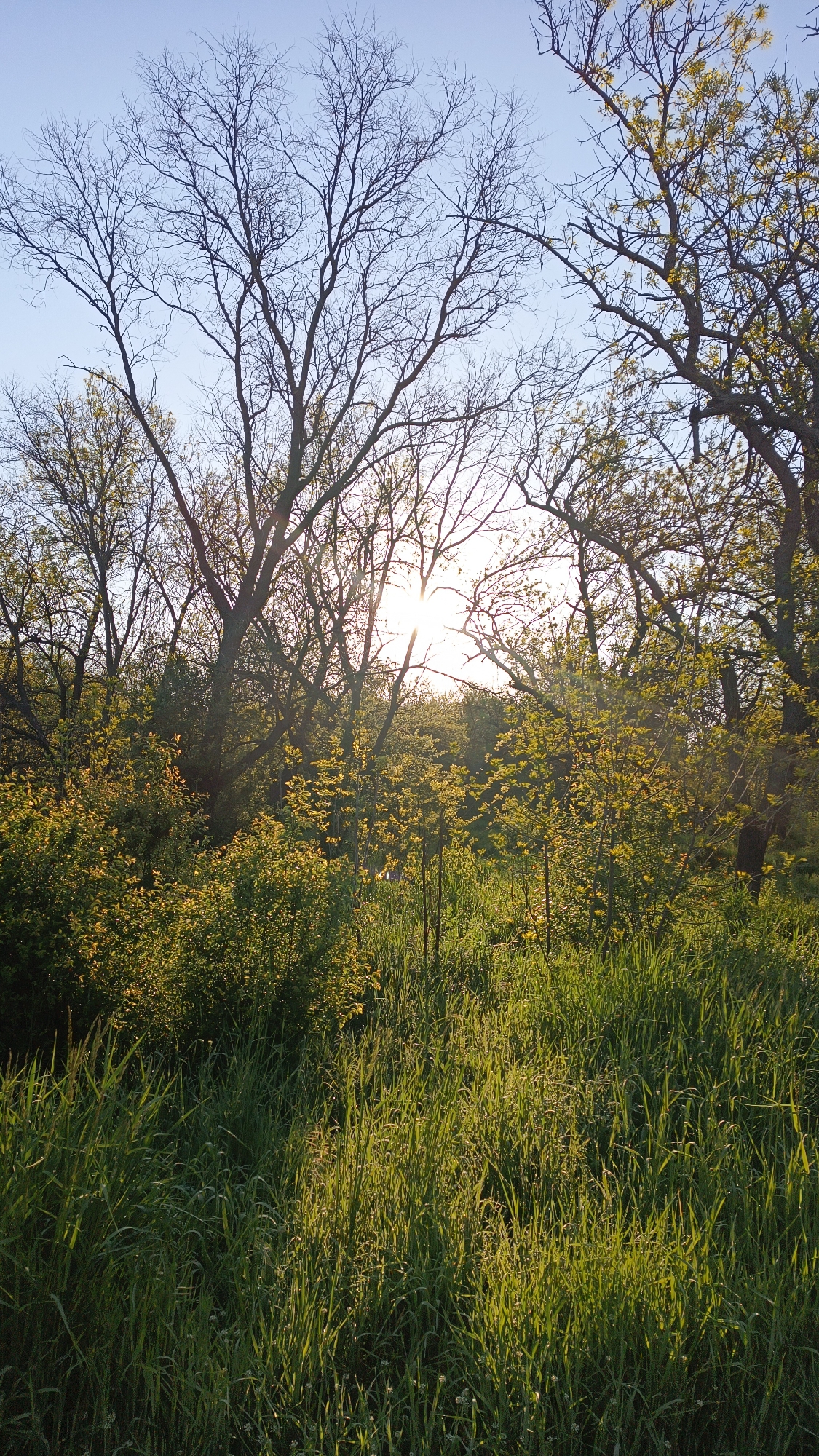 The image depicts a serene natural landscape, likely a forest edge or wooded area, bathed in the soft, warm light of either sunrise or sunset. The sun, a brilliant starburst, is positioned in the mid-ground, shining through the branches of numerous deciduous trees and illuminating the scene with a golden hue.
In the foreground, a dense expanse of tall, vibrant green grass stretches across the bottom portion of the frame. Many individual blades catch the direct sunlight, creating a shimmering effect and highlighting the texture of the foliage. Small, white flowers are sparsely visible within the grass.
The mid-ground is characterized by a thick layer of bushes and smaller trees, all covered in fresh, light green leaves, indicative of new growth in spring or early summer. These plants are heavily touched by the golden sunlight. Behind this layer, the background reveals a dense cluster of mature trees. Some of these trees still appear to have mostly bare, intricate branches silhouetted against the clear, light blue sky, while others show more developed green foliage.
The sky above is a clear, pale blue, visible through the intricate network of tree branches. The overall impression is one of peaceful natural beauty and new beginnings. There are no visible people, animals, man-made objects, or text within the frame. The location context of Karnobat, Bulgaria, is consistent with this type of temperate woodland scenery.