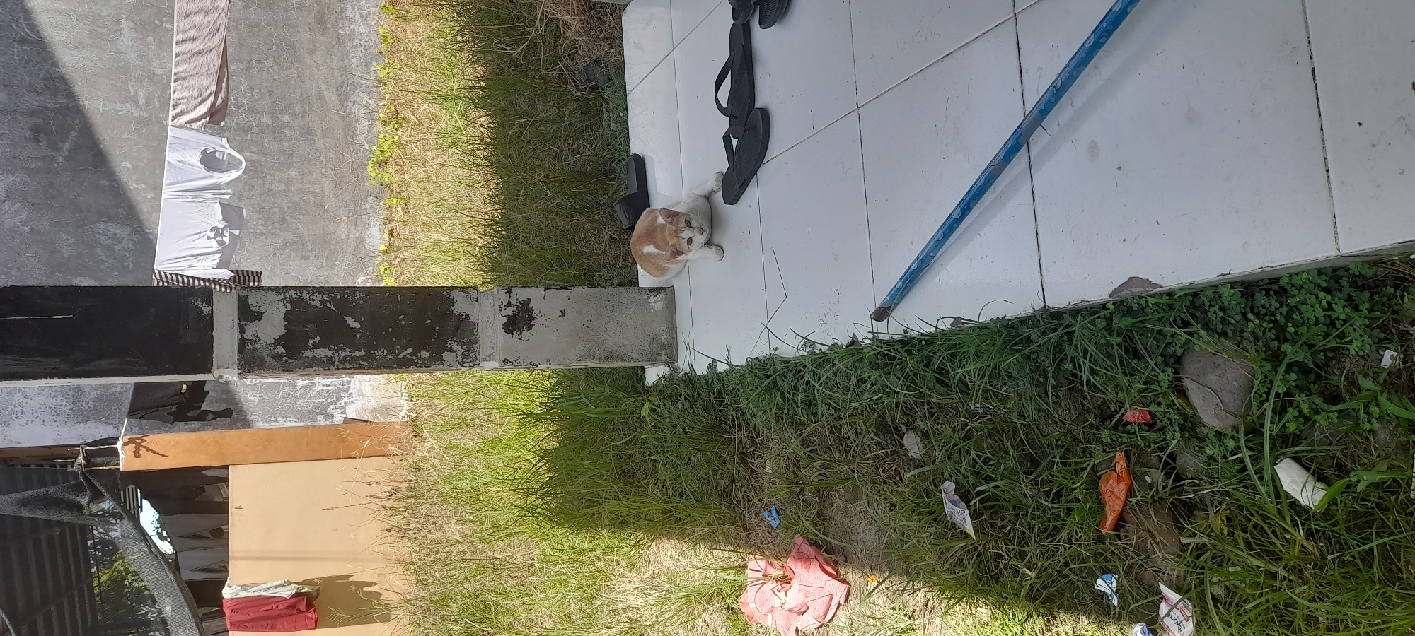 The image shows an outdoor scene, possibly in Buketteukuh, Indonesia. A domestic cat with orange and white fur is resting on white tiled flooring. A pair of black sandals is also on the tiles. The ground surrounding the tiles is covered in grass and weeds. There are various pieces of litter scattered within the grass. A blue pipe is also visible on the tiled surface. Laundry is hung outside.