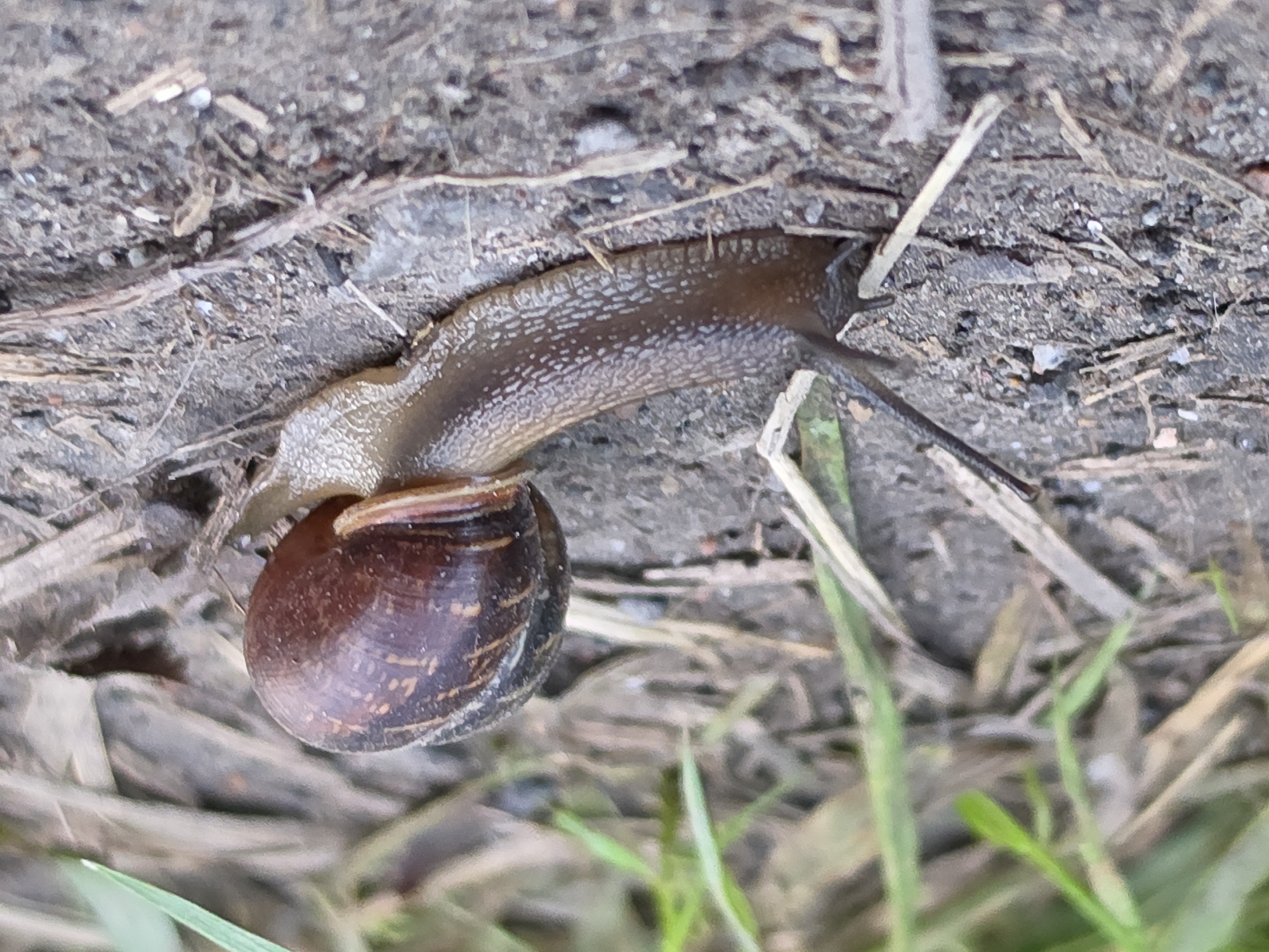 A brown snail with a patterned shell is crawling on the ground. The ground is covered in dirt, small stones, and dried leaves and grass. Green grass is visible in the background. The image is taken from a side view, with the snail in the center of the frame.
