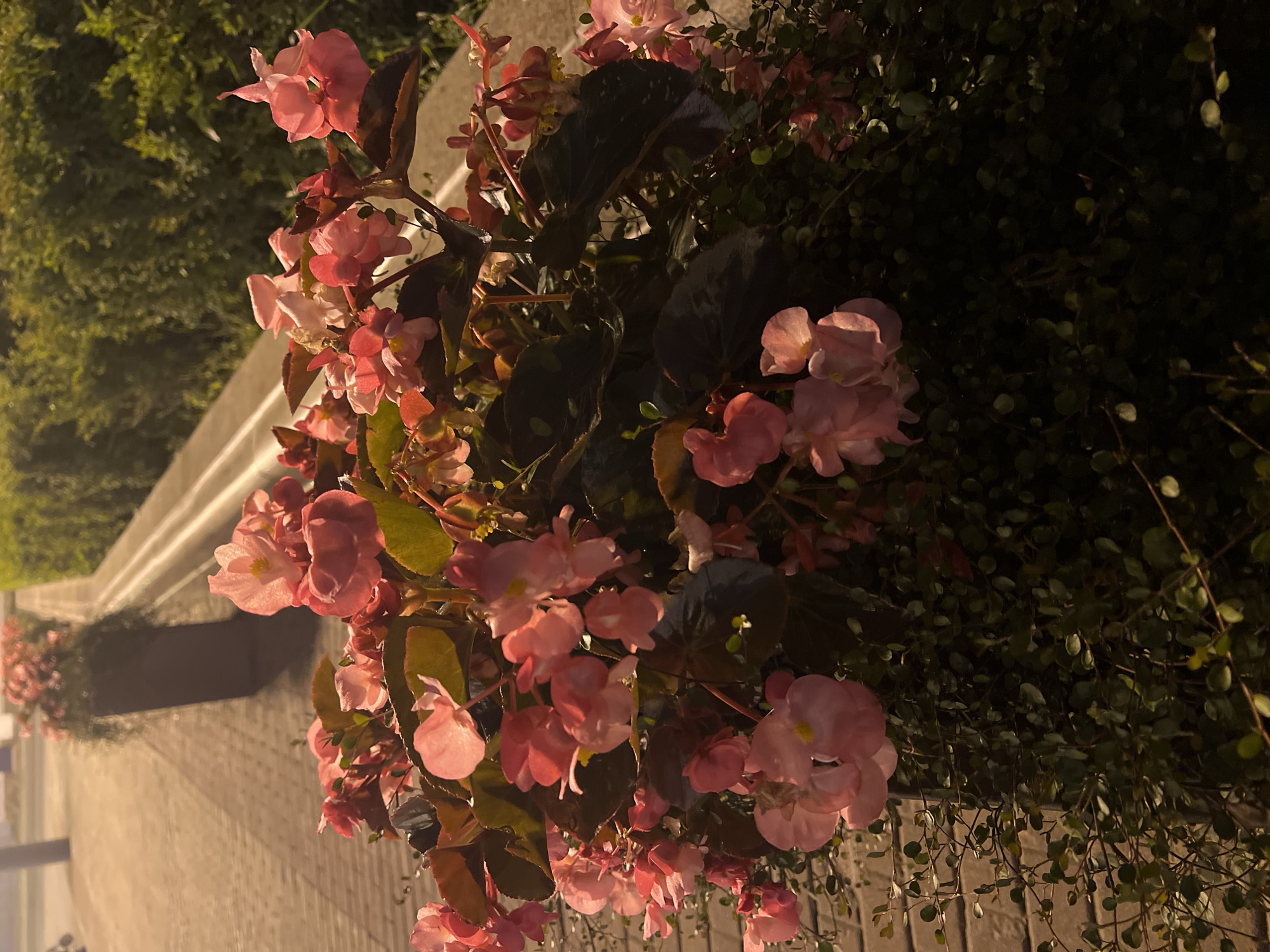The image shows a close-up view of pink begonia flowers in a planter. The flowers are a vibrant pink, with some lighter pink and white accents. They are surrounded by dark green leaves and smaller green foliage. In the background, a paved walkway and a blurred green hedge are visible. The lighting suggests it is either early morning or late evening. The image does not contain any people or recognizable landmarks that would indicate a specific location within Yuzhno-Sakhalinsk, Russia.