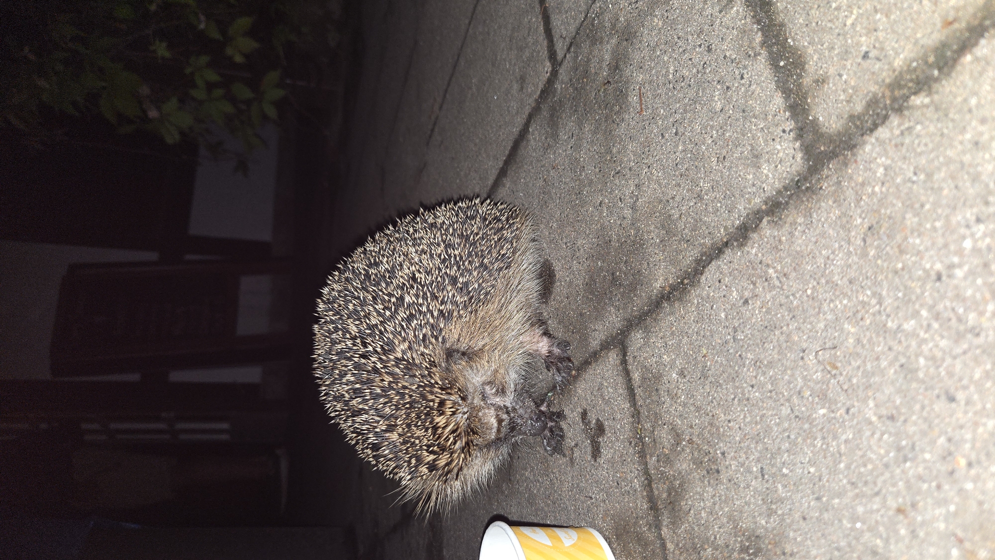 A hedgehog is on a paved surface in what appears to be an outdoor patio area at night. The hedgehog is facing left, with its quills raised. In the foreground to the left, a portion of a white and yellow disposable cup is visible. The ground is made of interlocking concrete pavers, and there are some dark, wet spots on the ground, possibly from recent rain or spills. In the background, out of focus, are dark shapes that appear to be outdoor furniture, such as chairs, and some foliage. The lighting suggests artificial light sources, possibly from a nearby building or streetlamp.
