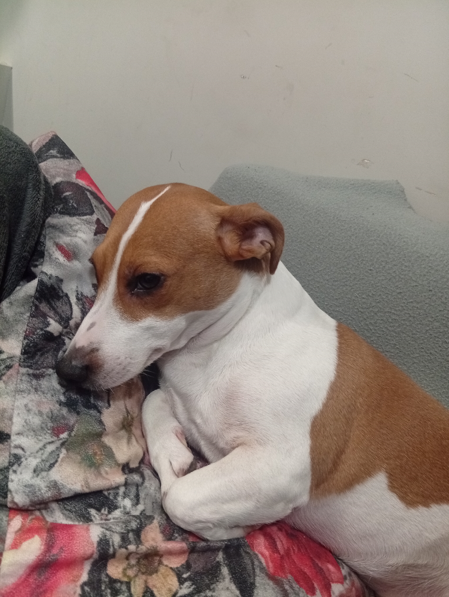 A tan and white Jack Russell Terrier lies curled up on a floral patterned cushion. The dog's head rests on the cushion, and its front paws are crossed. A gray blanket is visible next to the floral cushion, and a gray wall is in the background. There is no indication of the location being Burgas, Bulgaria.