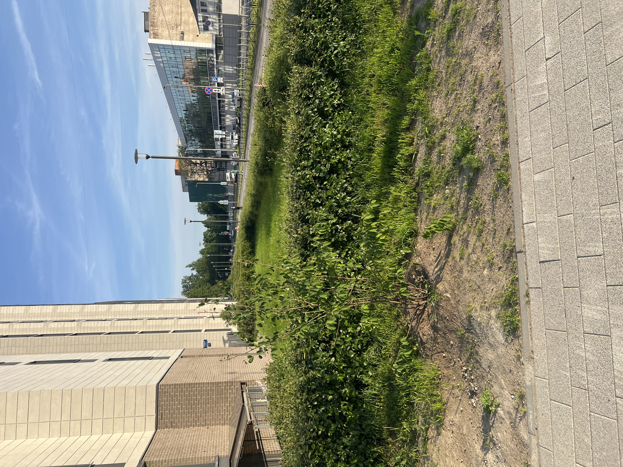 This image presents a street scene on Naberezhnaya reki Karpovki (Karpovka River Embankment), House 16, in Saint Petersburg, Russia, under clear atmospheric conditions.
In the immediate foreground, a light grey paved sidewalk, constructed from rectangular stone blocks, extends from the lower right towards the lower left. Immediately adjacent to the sidewalk, a strip of bare earth with scattered patches of green grass and weeds is visible. Centrally located within this earthen strip is a young, multi-stemmed deciduous sapling with green leaves.
Beyond the sapling and the earthen strip, a dense, well-maintained hedge of green, leafy shrubs forms a continuous barrier extending horizontally across the midground. Behind this hedge, a wider expanse of light green grass covers a gently sloping area.
On the left side of the frame, a modern, multi-story building occupies the upper and middle sections. Its facade is characterized by large, rectangular light beige panels and narrow, vertical dark-framed windows. The lower section of this building is clad in light brown brickwork. A blue street sign, partially legible as "Набережная реки Карповки, 16," is affixed to the brick facade. Below the sign and to the left, a small covered entranceway with metal railings is visible.
Across the street, which runs parallel to the hedge and grassy area, several vehicles are present, both parked and in motion. A low metal fence separates the grassy median from the roadside. Two pedestrians are discernible on the opposite sidewalk: one individual in dark clothing walks away from the viewer on the far left, and another, wearing a light green shirt, walks towards the viewer slightly to the right. Numerous tall, dark streetlights with flat, circular luminaires line the street. On the far side of the road, a large, modern office building with a reflective glass facade dominates the view, its windows mirroring the sky and surrounding structures. To its right, an older building with a plain concrete or stone exterior is visible. Road signs, including a blue 'P' for parking and a red 'no entry' symbol, are positioned near the office building.
The sky in the upper portion of the image is clear and bright blue, with minimal, wispy white clouds. The scene is illuminated by strong, direct sunlight, casting distinct shadows and highlighting the various elements.