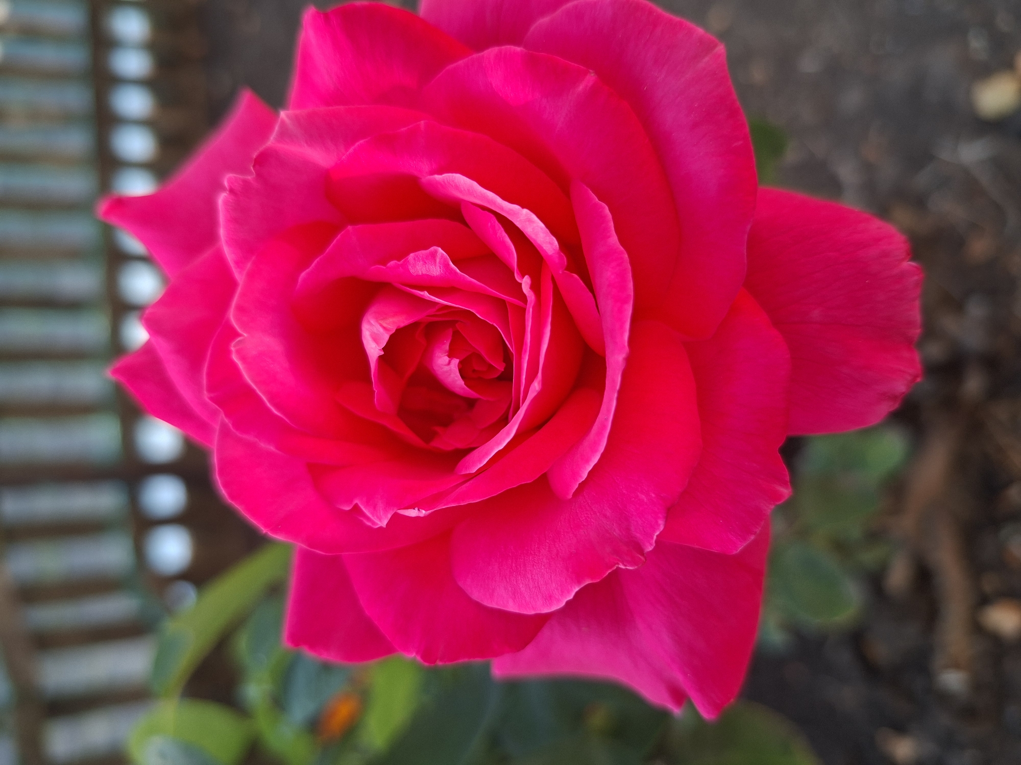 A close-up, eye-level shot showcases a vibrant, fuchsia-pink rose in full bloom. The rose's petals are tightly coiled towards the center, creating a layered and intricate texture. The edges of some petals have a delicate, lighter pink trim, adding subtle contrast. The background is softly blurred, with hints of green foliage on the left, suggesting a garden setting. In the upper portion of the background, a weathered wooden fence, painted in muted tones of brown and gray, is visible, with indistinct circular highlights suggesting sunlight filtering through or reflections. The ground beneath the rose appears to be dark soil with scattered small stones or mulch. There are no people or animals present in the frame. The image was taken in Oleksandropil, Ukraine.