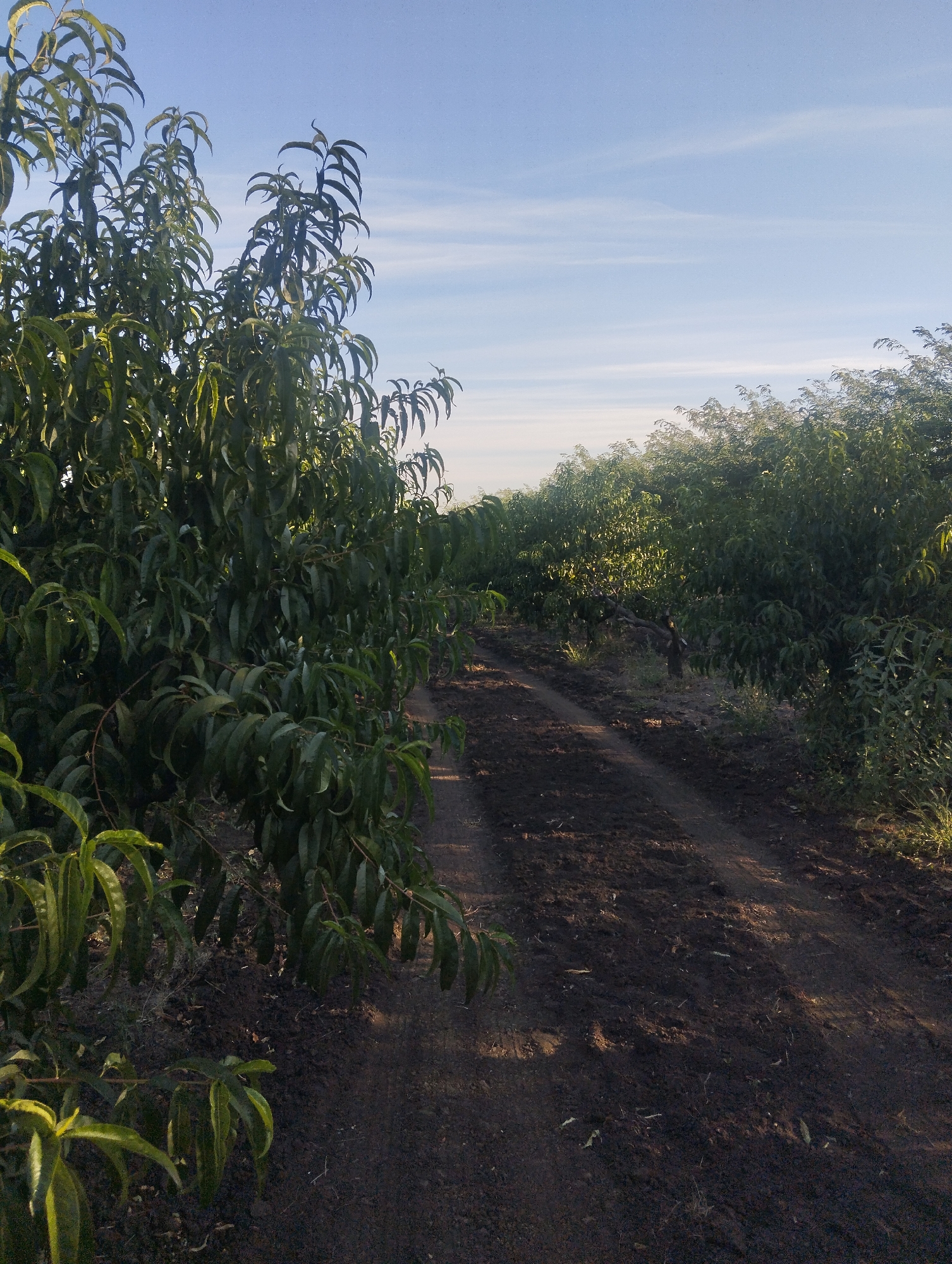 The image captures a dirt path winding through an orchard of leafy green trees under a clear, pale blue sky. The trees are dense and appear to be in full foliage, with some branches extending towards the path. The ground is dark and appears to be recently tilled or damp, with scattered debris. The lighting suggests it is either early morning or late afternoon, as the sun casts long shadows. The overall scene conveys a sense of natural abundance and rural tranquility.