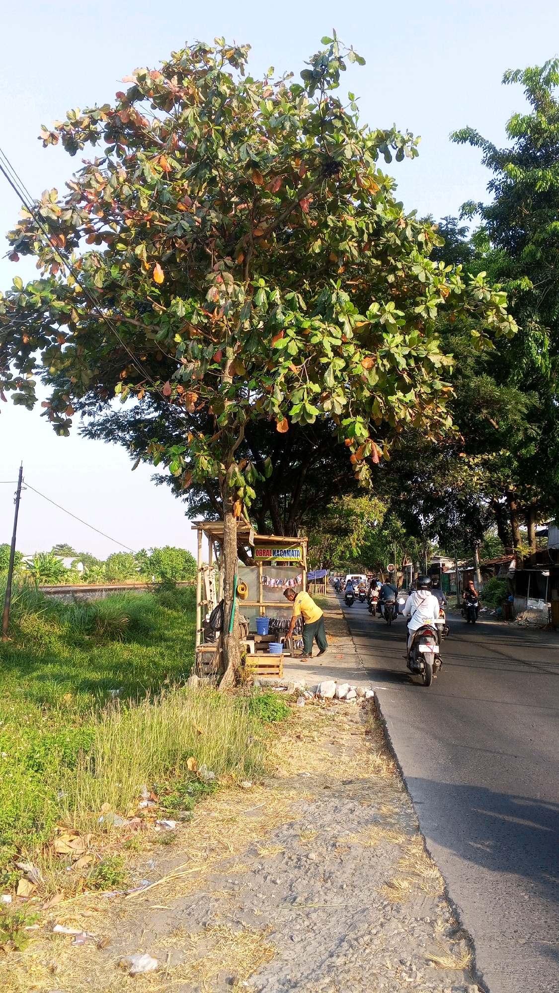 This image depicts a roadside scene in Semarang, Indonesia. A large tree with green and reddish-brown leaves is prominently featured on the left, casting a shadow over a small roadside stall. The stall appears to be selling glasses, as indicated by a sign reading "OBRAL KACAMATA" (glasses sale). A man in a yellow shirt is attending to the stall, appearing to be cleaning or arranging items.
Adjacent to the stall is a patch of dry, yellow grass and some scattered debris. The road on the right is paved and carries traffic, with several motorcycles visible. Some of the motorcyclists are wearing helmets. The background shows more trees lining the road, creating a canopy effect, and hints of buildings on the right side. The sky is clear and bright, suggesting a sunny day. The overall impression is of a bustling street scene in a tropical climate, with elements of commerce and everyday life.