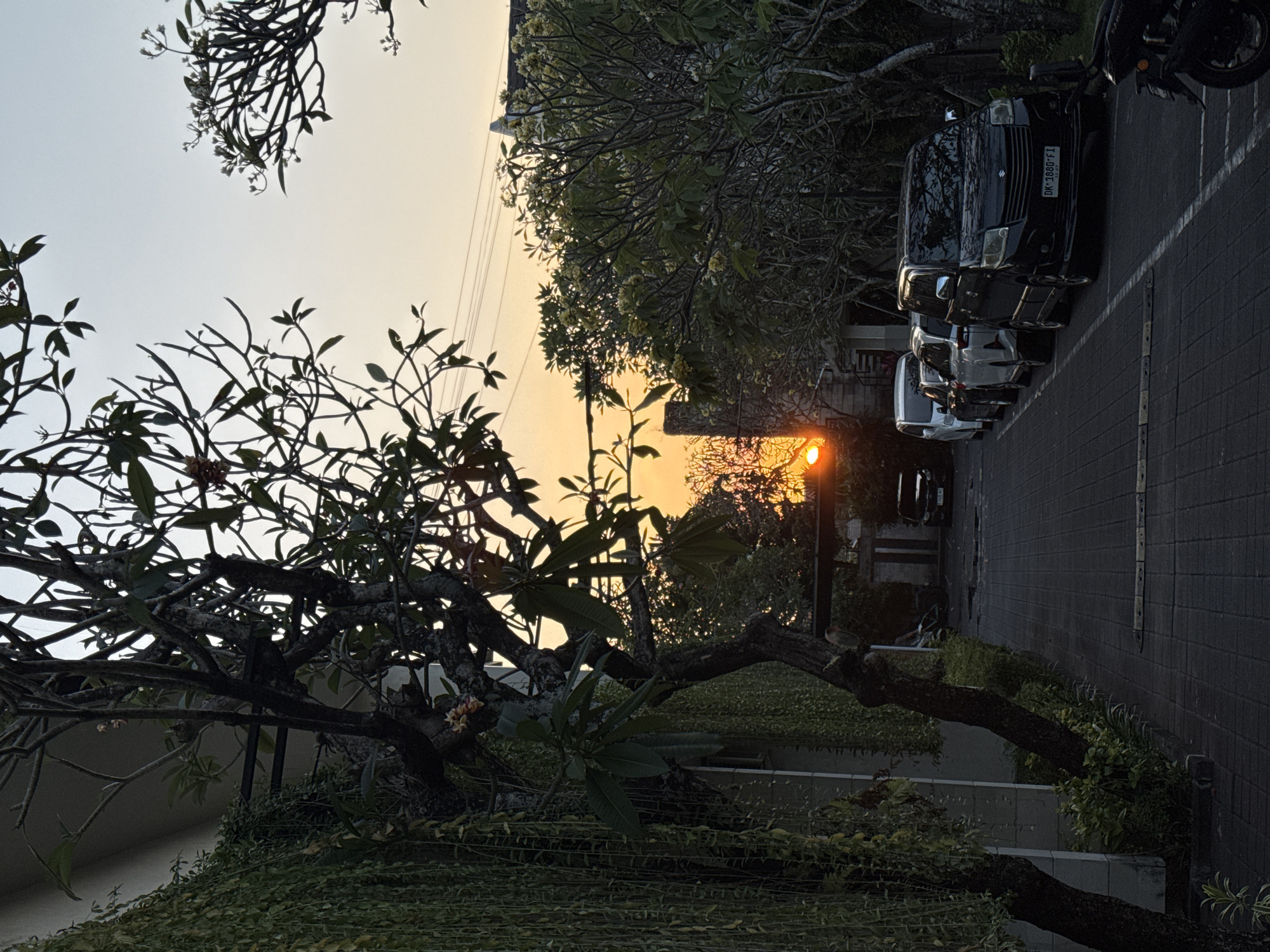The image depicts a street scene at sunset in Denpasar, Indonesia. The sky is a pale orange and yellow gradient, indicative of the sun setting. Several cars are parked in a row along a cobblestone street, with a black SUV in the foreground prominently displaying a license plate that reads "DK 1880 F1". A motorcycle is partially visible to the right of the SUV.
On the left side of the street, a building with a textured facade is covered in hanging green plants, creating a natural curtain. A large tree with a gnarled trunk and bare branches stands in front of the building, with some scattered green leaves. Further down the street, more trees with dense foliage and some small white flowers are visible. The overall environment suggests a tropical setting, likely a residential or commercial area within the city. The lighting is dim, with the setting sun casting long shadows and highlighting certain elements of the scene.