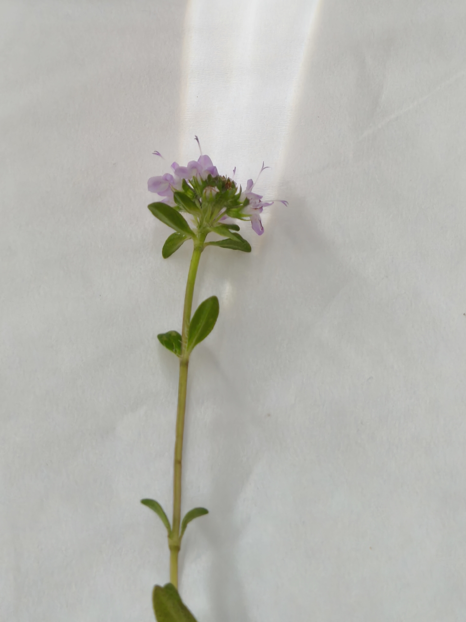 A single stem of a flowering plant with small purple flowers at the top and paired green leaves along the stem rests on a white surface. A diffused light source casts a vertical highlight on the backdrop. The location is unknown.