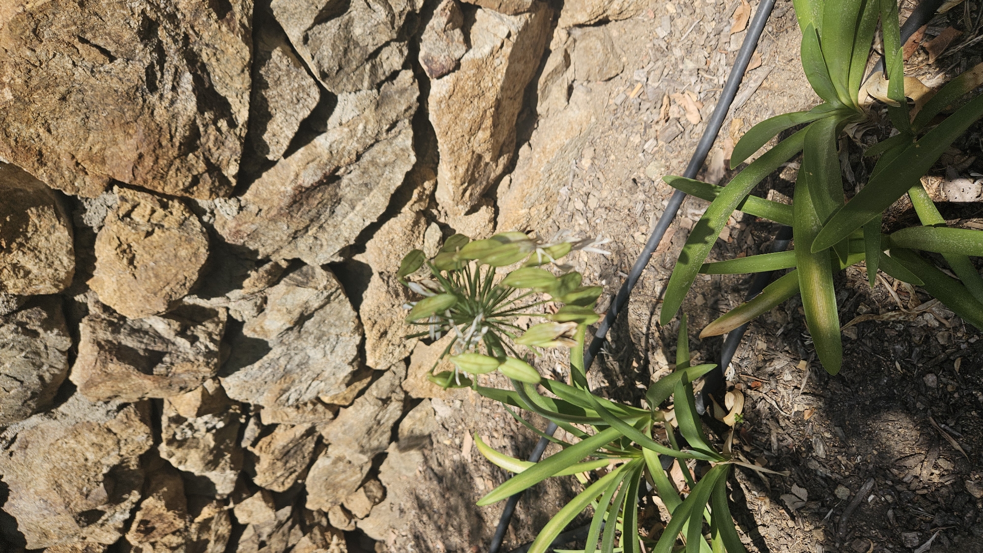 An outdoor, medium shot captures a garden scene in L'Île-Rousse, France. The background is dominated by a rough stone wall constructed of irregular, tan and brown rocks of varying sizes. In the foreground, several plants with long, green, strap-like leaves grow in dry, mulched soil. One plant in the center has a spherical cluster of green seed pods on a tall stalk, with some white remnants of dried flowers still visible. A black irrigation tube runs horizontally across the middle ground of the image, passing behind the plants. The lighting suggests a sunny day, with shadows cast on the ground.