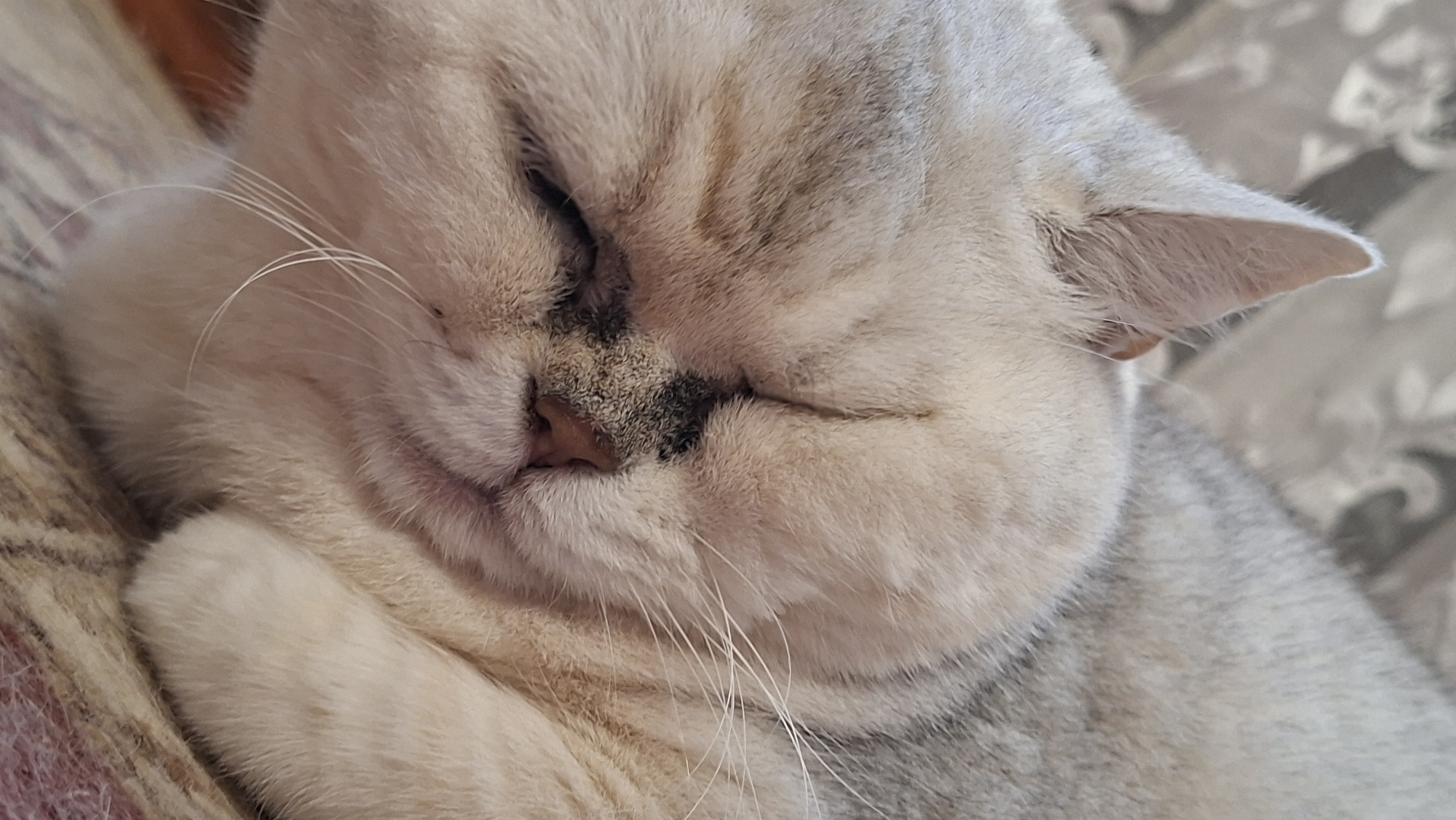 A close-up, eye-level, portrait of a light-colored cat, likely a British Shorthair, sleeping on a textured surface. The cat's eyes are closed, its nose is pinkish-brown with some dark speckling, and its whiskers are long and white. The cat has light grey tabby markings on its face and ears. The background is blurred and appears to be a patterned fabric, possibly a blanket or sofa. The image is well-lit, with soft shadows. There are no people or other animals visible in the frame. The location in Забалоцкі сельскі Савет, Belarus cannot be determined from the visual information alone.
