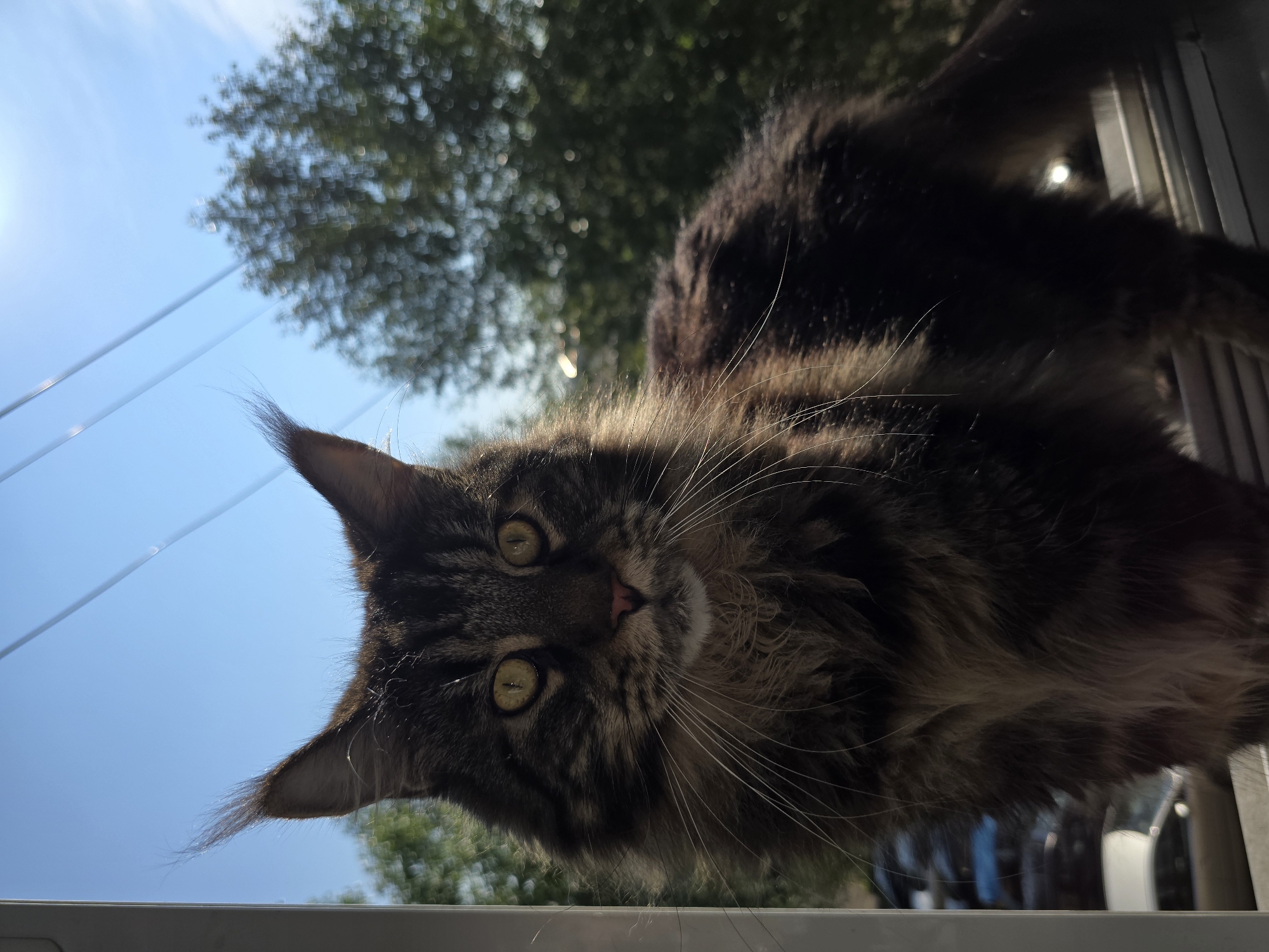 The image shows a close-up of a Maine Coon cat with green eyes, its gaze directed forward. The cat has long, fluffy fur with tabby markings and prominent ear tufts. It is positioned on a windowsill, with a blurred background suggesting an outdoor urban environment. Visible in the background are trees and what appear to be parked cars, hinting at a residential or urban setting. The sky is blue and clear, with sunlight filtering through. The lighting suggests it is daytime, likely late morning or afternoon. The image does not contain any specific landmarks that would allow for definitive identification of the location within Krasnoyarsk, Russia, though the general urban and green space elements are consistent with a city environment.