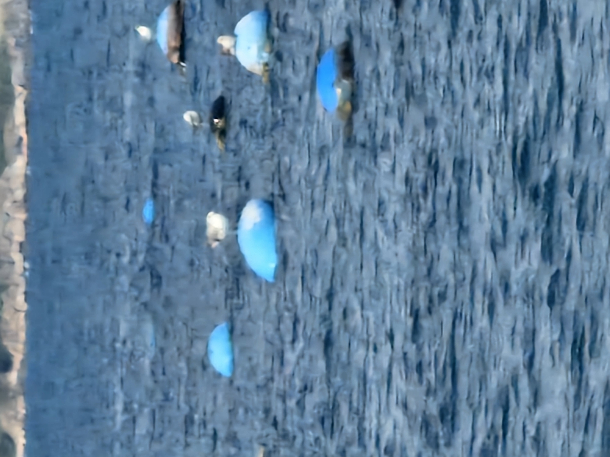 The image shows buoys floating on the sea near Sozopol, Bulgaria. The buoys are mostly blue and some are partially submerged. There are several seagulls perched on or near the buoys. The water is choppy, and in the background, a rocky shoreline is visible, suggesting a coastal environment. The scene appears to be a view of the sea from a distance, possibly from a boat or the shore.
