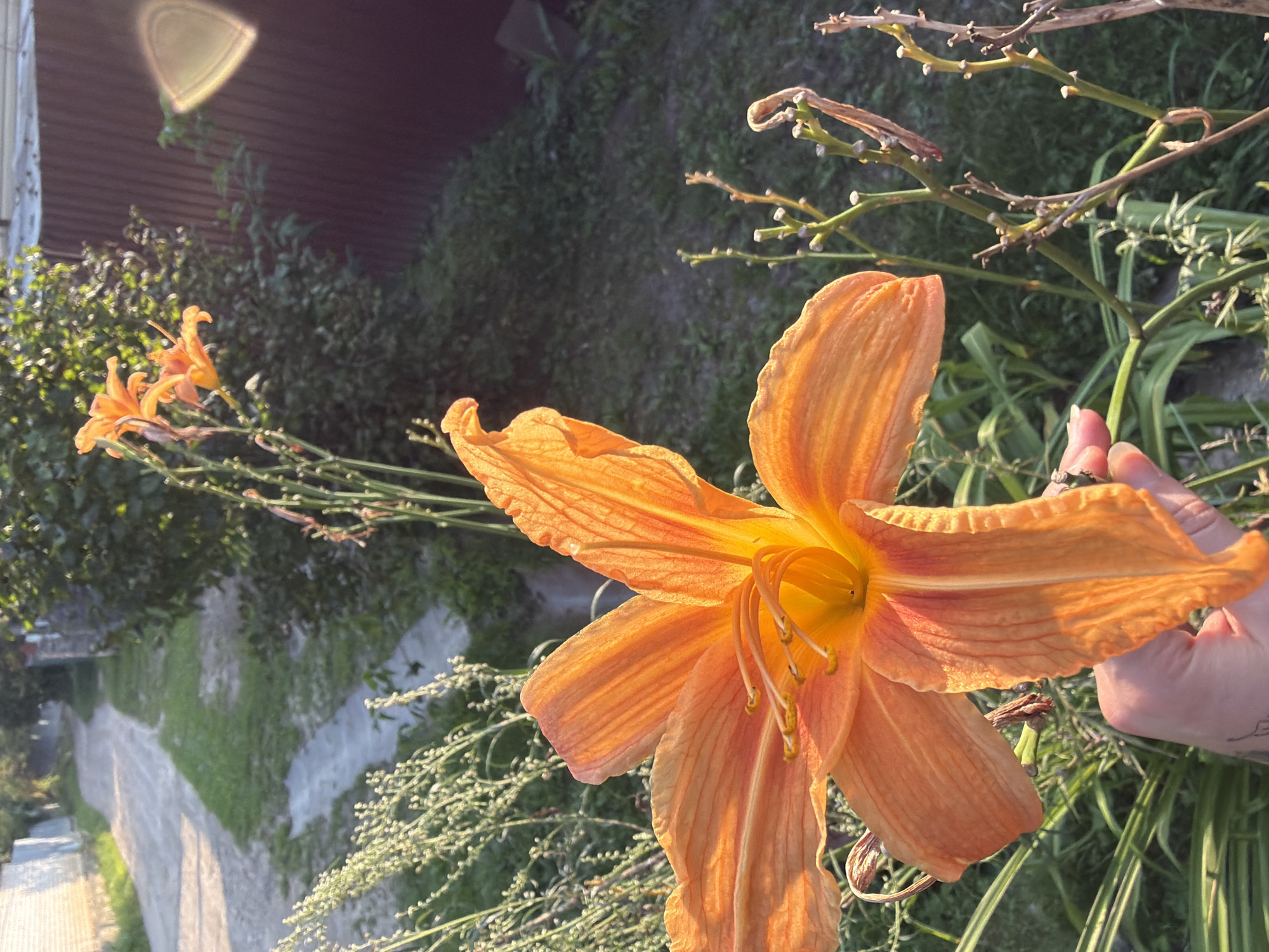 The image depicts a close-up of a vibrant orange lily in full bloom, held by a person's hand. The lily's petals are wide open, revealing its stamen and pistil. In the background, a dirt road curves through a grassy area, bordered by green foliage and a dark brown fence. The scene appears to be set in a rural or suburban environment, possibly a garden or yard, with evidence of dried plant stems and new growth. The lighting suggests it is late afternoon or early evening, casting a warm glow on the scene. The overall impression is one of natural beauty and a peaceful outdoor setting. There is no direct information to place this specific image in Malyshevo, Russia.