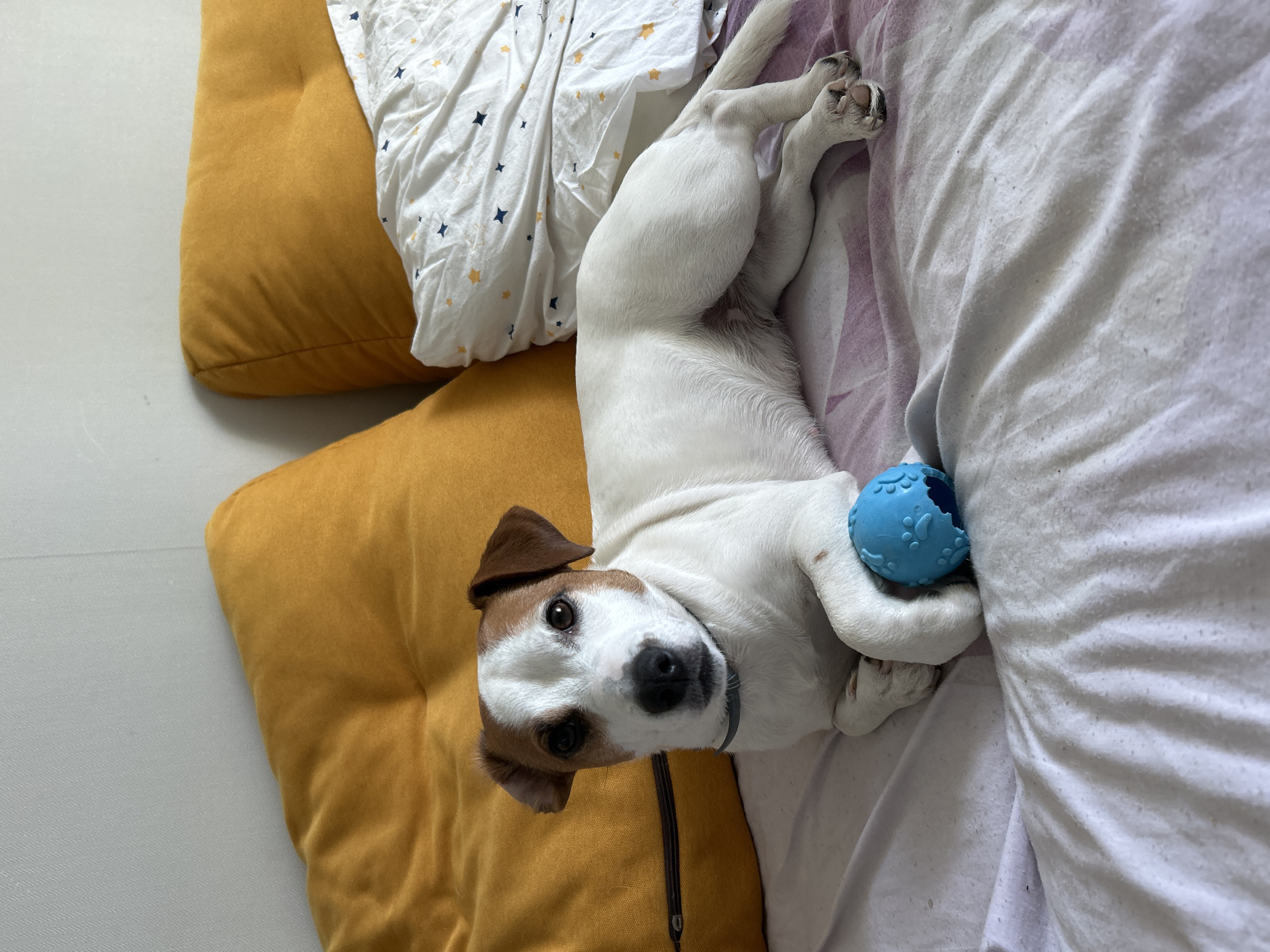 A Jack Russell Terrier dog is lying on a bed with a blue rubber ball in its paws. The dog is mostly white with brown markings on its head and ears. It is positioned on a bed covered in a light-colored sheet with a pattern of stars and another sheet that appears light purple/lavender. Beside the bed are two mustard yellow pillows. The scene appears to be indoors in a domestic setting. There is no visible evidence in the image to identify the city of Chaikovsky, Russia.