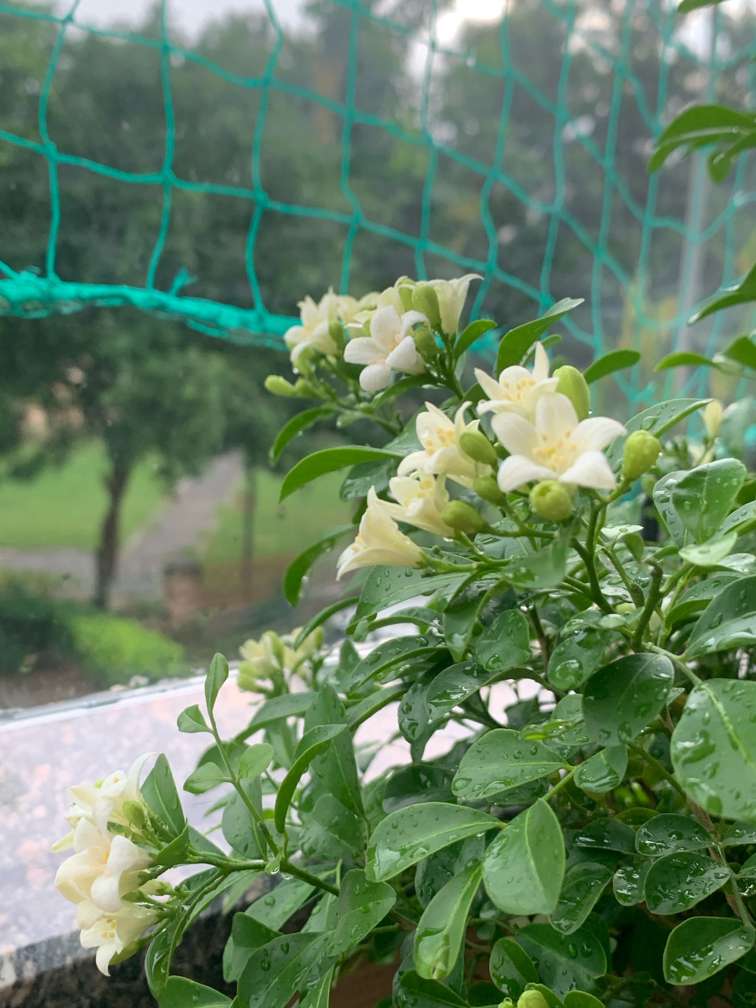 A close-up shot captures a cluster of white jasmine flowers, wet with raindrops, on a balcony in Dharuhera, India. The flowers are small and star-shaped, with delicate petals. Lush green leaves surround the blooms, also glistening with water droplets. Behind the flowers, a blurred green netting is visible, suggesting an outdoor setting. Beyond the netting, a hazy view of trees and a path indicates a park or garden. The overall atmosphere is serene, with the rain adding a touch of freshness to the scene.