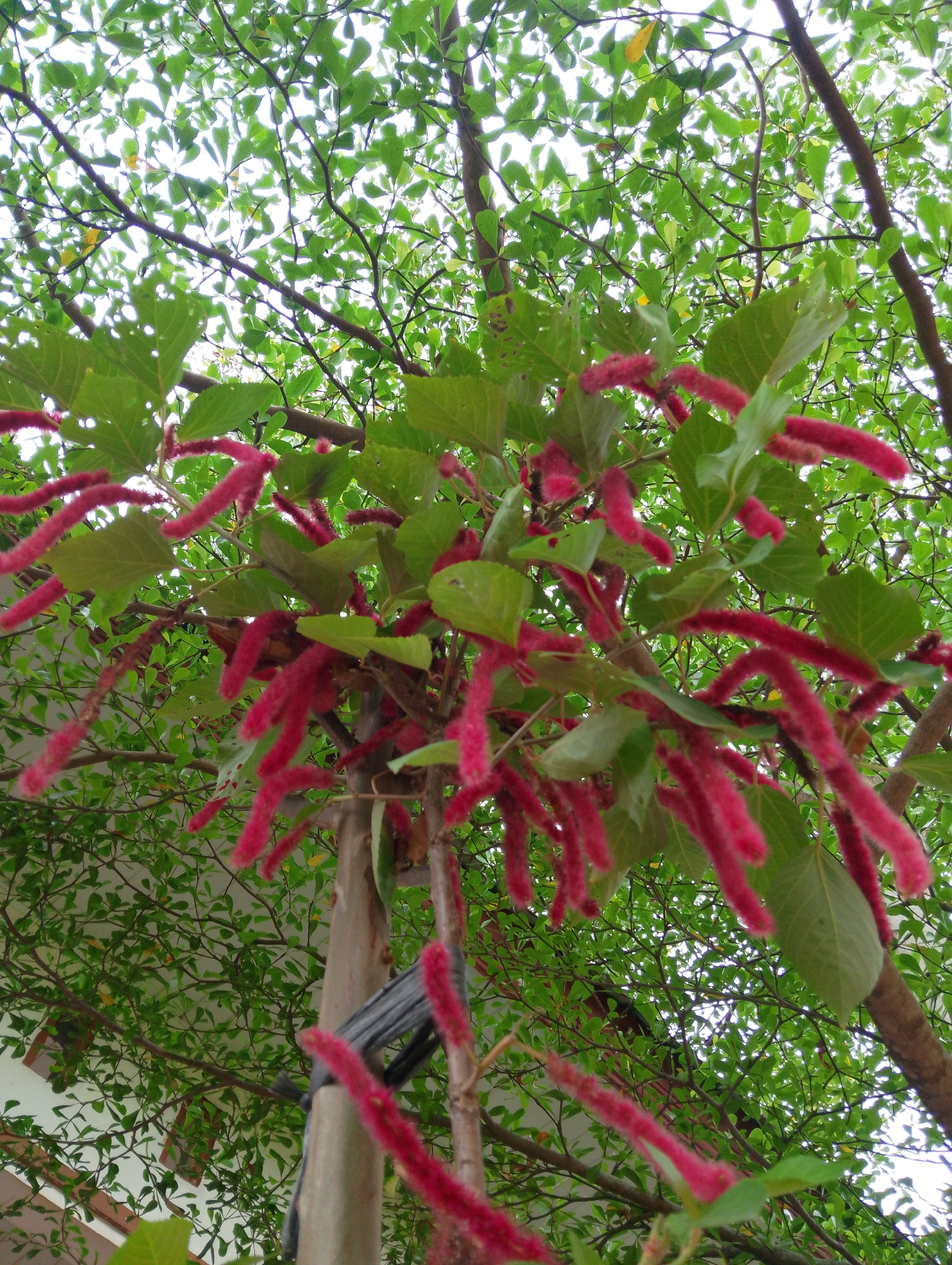 In Keudejungkagajah, Indonesia, a low-angle, medium shot captures a tree adorned with bright pink, fuzzy, chenille-like flowers. The flowers hang in clusters, some gracefully curved, against a backdrop of lush green leaves. Sunlight filters through the canopy, creating a dappled effect on the leaves and flowers. A thick, brown tree trunk is visible, with a section bound by dark gray material, possibly for support. The scene suggests a natural outdoor environment within the city, with hints of a building in the background, obscured by the foliage. The image focuses on the vibrant floral display of the tree, highlighting its texture and color against the verdant surroundings.