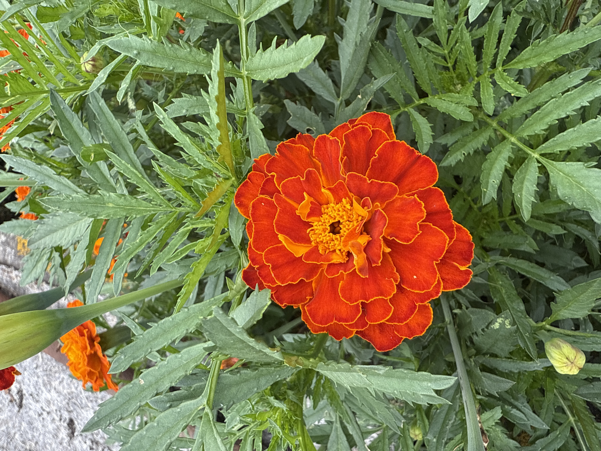 A close-up, eye-level shot focuses on a vibrant orange and red marigold flower in full bloom, centrally positioned against a backdrop of lush green foliage. The marigold's petals are intricately layered, with a fiery orange center transitioning to deep red at the edges, each petal outlined in a slightly lighter shade. Interspersed among the leaves are several unopened marigold buds, one of which is prominently visible in the lower left corner, its pale green sepals tightly furled. The leaves are feathery and deeply serrated, characteristic of marigolds, and appear slightly damp, possibly from recent rain or dew. In the background, hints of other orange flowers and a textured, gray surface, possibly a stone or concrete path, are discernible. The scene is set in a garden environment, likely in an outdoor urban setting such as Kamensk-Uralsky, Russia, given the typical flora and potential for public or private gardens within the city. There are no people or animals present in the image, and no discernible actions or interactions are taking place. The overall impression is one of natural beauty and the vibrant life cycle of flowering plants.