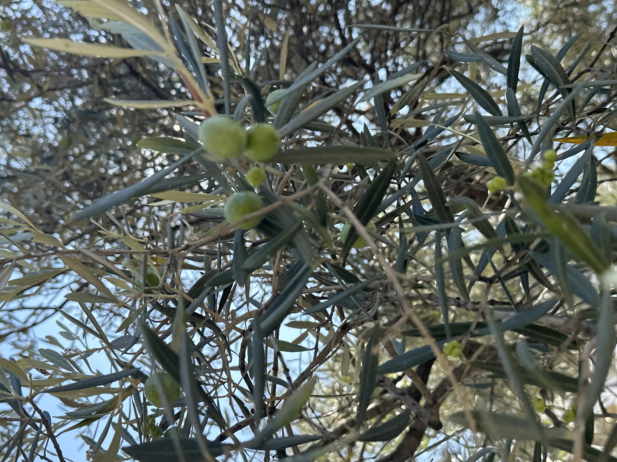 The image is a close-up, low-angle shot of an olive tree. Several unripe green olives are visible, clustered on branches alongside narrow, grey-green leaves. The background is a blurred bokeh of more olive tree branches and a light blue sky. The scene is outdoors, with the diffused sunlight suggesting it is daytime. No people or animals are present. The image does not provide any specific visual cues to indicate its location within the city of Sochi, Russia.