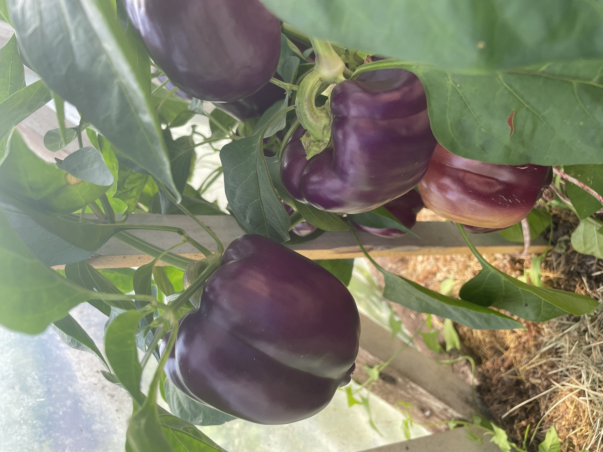 The image depicts a close-up view of several purple bell peppers growing on a plant within a greenhouse. The peppers are a deep, rich purple color, with smooth, glossy skin. Some peppers are fully ripe, while others appear to be in earlier stages of development, exhibiting a reddish hue. The plants have vibrant green leaves and are supported by wooden stakes. The background shows the diffused light of the greenhouse structure, with hints of straw or mulch on the ground. The overall scene suggests a productive harvest of bell peppers in a controlled growing environment. The location is identified as Puhja, Estonia.