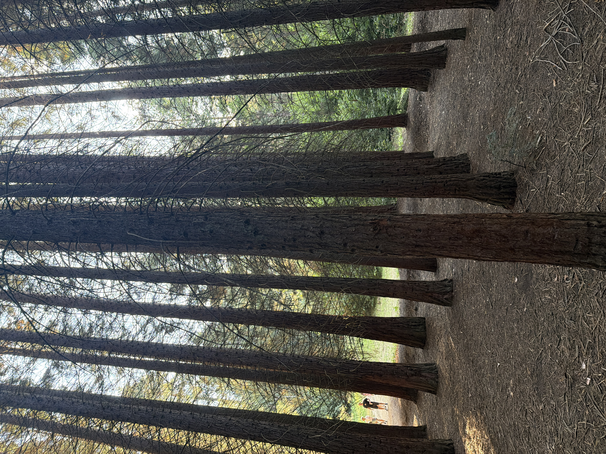 The image shows a dense forest of tall redwood trees, with a well-trodden dirt path winding through them. Two individuals are walking on the path in the distance, appearing as small figures against the backdrop of the massive trees. The ground is covered in pine needles and fallen branches, indicating a natural forest floor. The lighting suggests it is either early morning or late afternoon, with sunlight filtering through the canopy, creating a dappled effect. The overall scene evokes a sense of natural grandeur and tranquility. This is an image of the Redwood Grove in Bogoslov, Bulgaria.