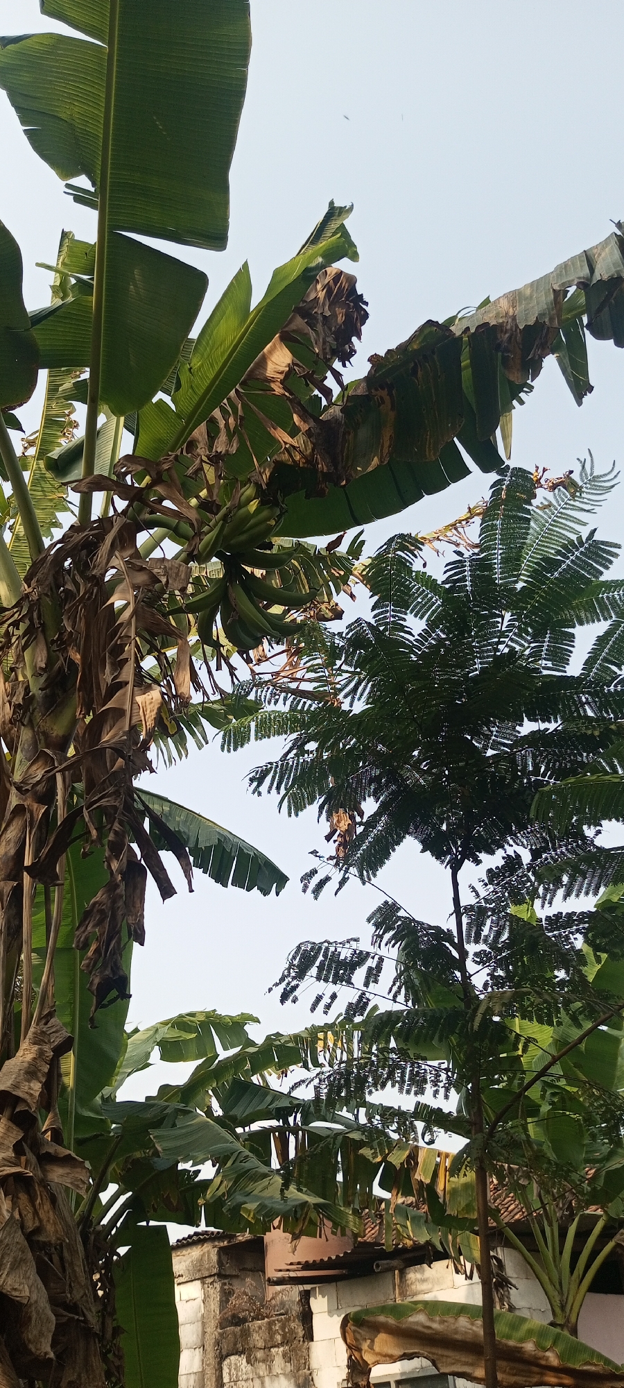 The image, taken in Taman Rahayu, Indonesia, depicts a cluster of banana trees with bunches of green bananas hanging from them. The foliage of the banana trees is a dominant element, with large green leaves and some dried, brown leaves. Interspersed with the banana trees is a tree with feathery green leaves, likely a decorative variety. In the background, partially visible, are structures that appear to be houses or buildings, constructed with concrete blocks and corrugated roofing material. The sky above is a pale, washed-out blue, suggesting daylight. There are no people visible in the frame, and the overall scene is one of lush vegetation against a backdrop of human habitation.