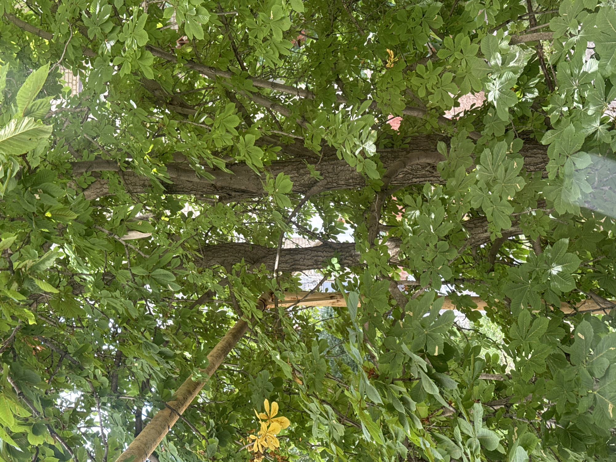 The image shows a close-up view of a tree with green leaves, likely in an urban environment. The leaves are large and palmately compound, characteristic of a horse chestnut tree. The bark of the tree is rough and textured. In the upper left of the frame, a branch wrapped with a beige material is visible, possibly a support or a repair. A single cluster of yellow leaves is also present on the left side of the image. In the background, glimpses of brick buildings and sky suggest an outdoor setting. There are no people or discernible actions in the image. The lighting indicates it is daytime, with sunlight filtering through the canopy.
Regarding the location of Saratov, Russia, the image itself does not contain any specific visual cues that would definitively place it in Saratov. Features like distinct architectural styles, unique flora, or recognizable landmarks are absent. Therefore, while the context mentions Saratov, the visual evidence within the photograph does not provide any confirmation of this location.