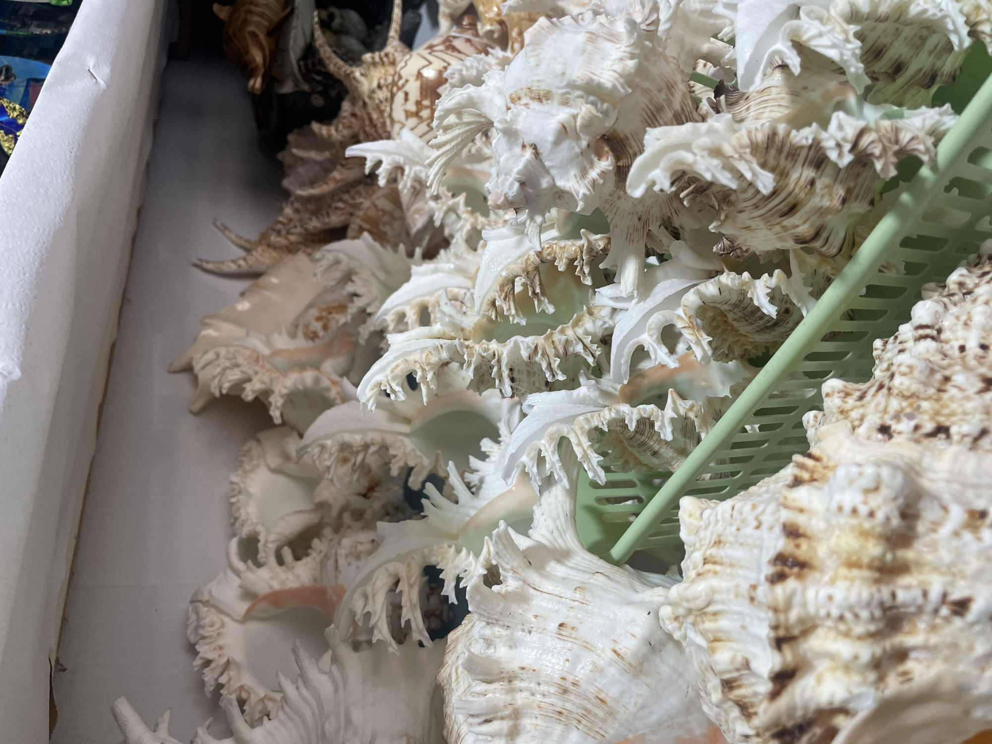The image shows a close-up of a collection of seashells in a white box. The seashells are primarily white and beige, with intricate, spiky edges. A green plastic object is interspersed among the shells. The location is Olginka, Russia.