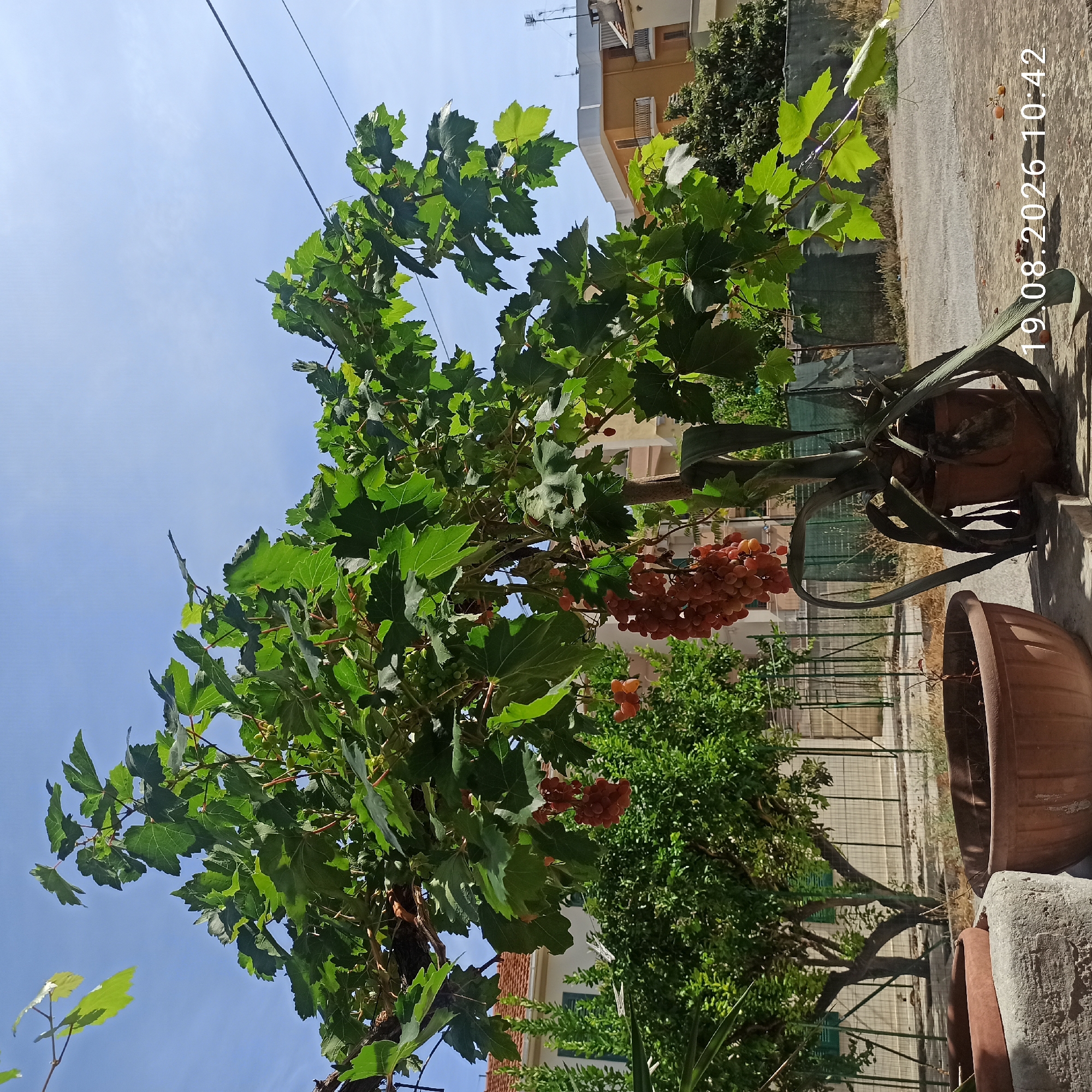 The image shows a close-up of a grape vine with ripening clusters of grapes. The vine is growing in a pot, with its branches extending outwards. In the background, there are residential buildings, trees, and a fence. The sky is clear and blue. The date stamp on the image reads "19.08.2026 10:42". The scene appears to be a residential garden or courtyard in Ruvo di Puglia, Italy, given the architectural style of the buildings and the typical Mediterranean vegetation. There are no people visible in the image. The focus is on the grape vine, which is the primary subject. The environment is sunny and appears to be a warm day.