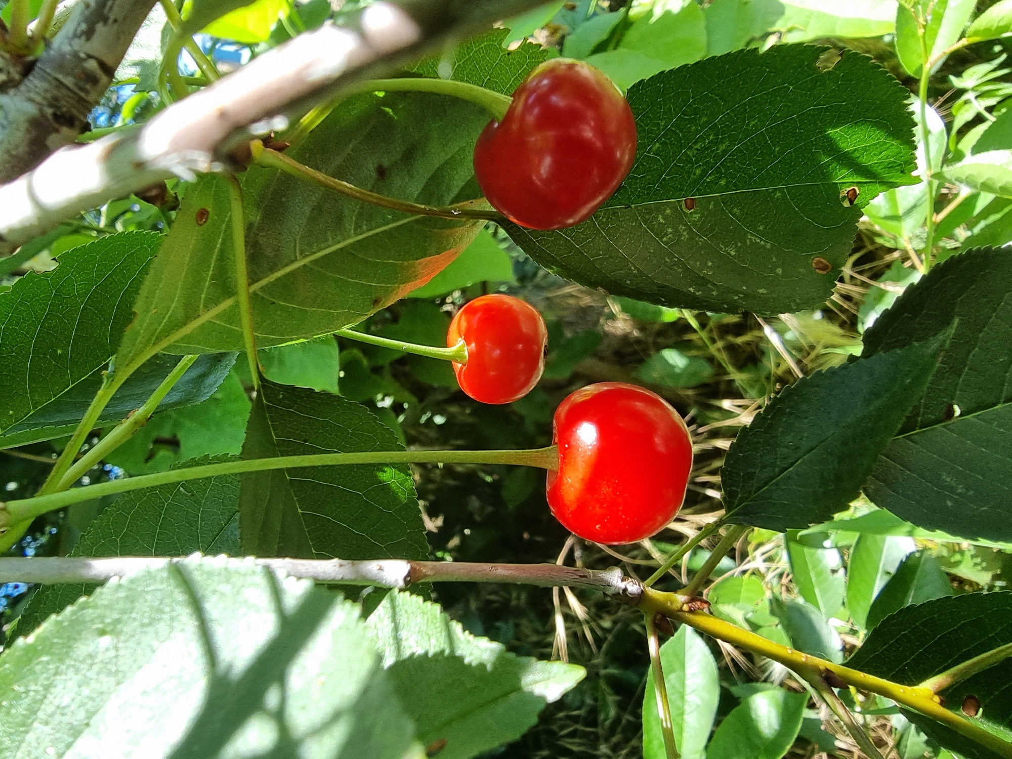 This image depicts a close-up view of several ripe cherries hanging from a tree branch, surrounded by green leaves. The cherries are a vibrant red color, with one slightly darker and heart-shaped, and the others round. The leaves are varied in size and shade of green, with some displaying small brown spots. A thin branch, partially in focus and lighter in color, runs vertically through the scene. The background consists of more green foliage and hints of sunlight filtering through. The image was taken outdoors, with natural lighting. This image does not contain any specific location information related to the city of Kryvyi Rih, Ukraine.