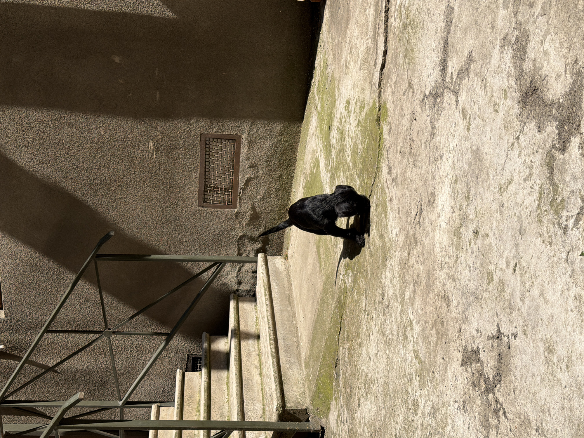 The image depicts an outdoor urban setting, likely a courtyard or a passage between buildings, captured on a sunny day. A black dog is the primary subject, positioned on a light-colored concrete ground. The dog is viewed from above and behind, appearing to stand or crouch, possibly sniffing the ground or facing towards a textured wall on the left side of the frame.
To the left, a series of concrete steps with a simple metal railing descends downwards. Strong, angular shadows from the railing are cast across the stairs and the adjacent textured wall, indicating bright, direct sunlight. This suggests it is daytime, possibly morning or late afternoon. The textured wall, which forms the background on the left, has a small, rectangular metal grate or ventilation cover embedded in its surface.
The concrete ground where the dog is located shows signs of weathering, including cracks and patches of green moss or algae. The right side of the image is dominated by this expansive concrete surface. The overall mood is quiet and still, with no visible human activity. No text is visible in the frame. The scene conveys an impression of an aged, functional urban space, consistent with locations like Tbilisi, Georgia.