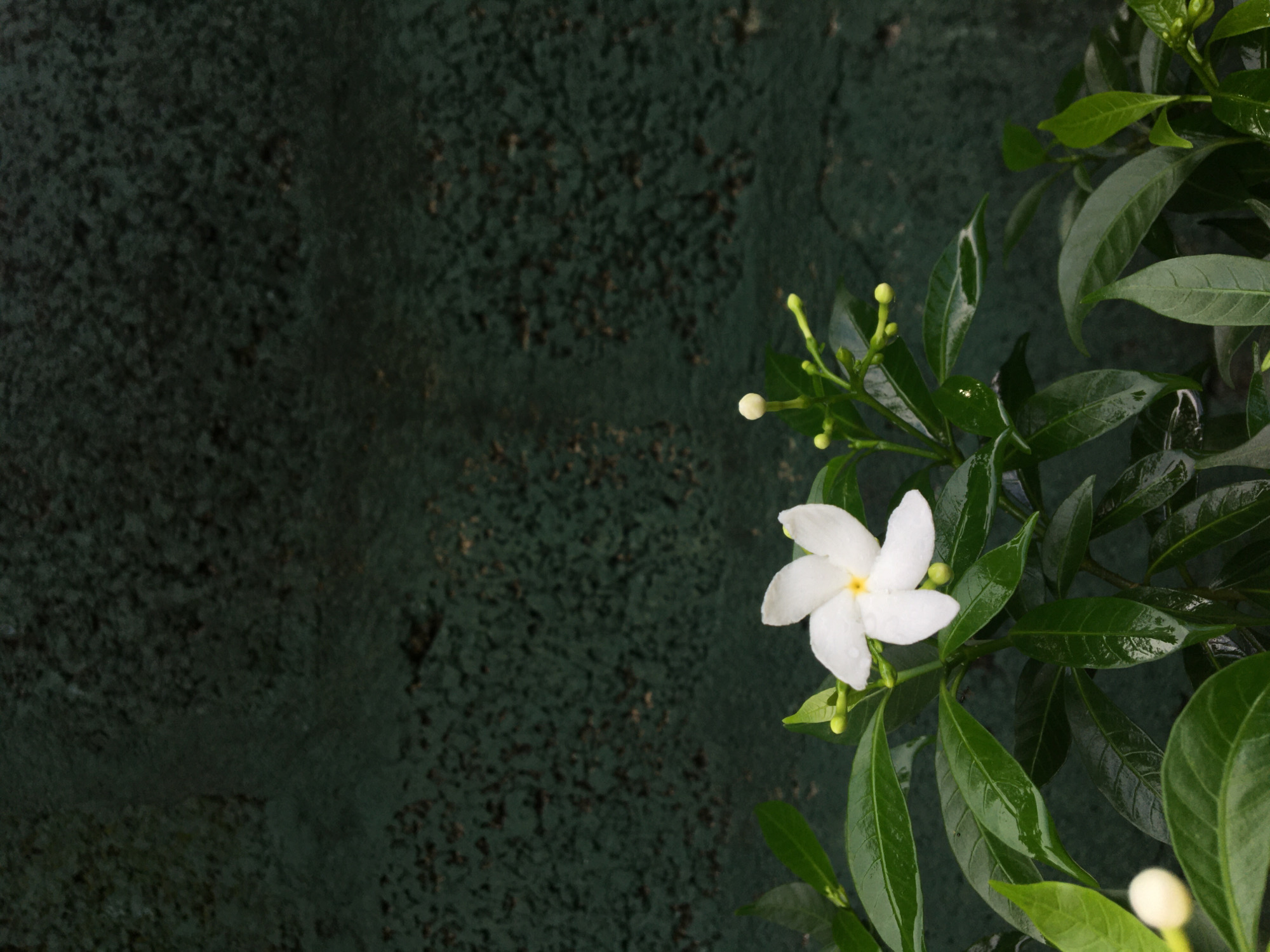 A white flower with five petals blooms amidst green leaves against a textured green wall. The flower is positioned near the center-right, with the greenery filling the right side of the frame. The wall takes up the left side, showing a rough surface with variations in the green tone. The location is Unknown, Unknown.