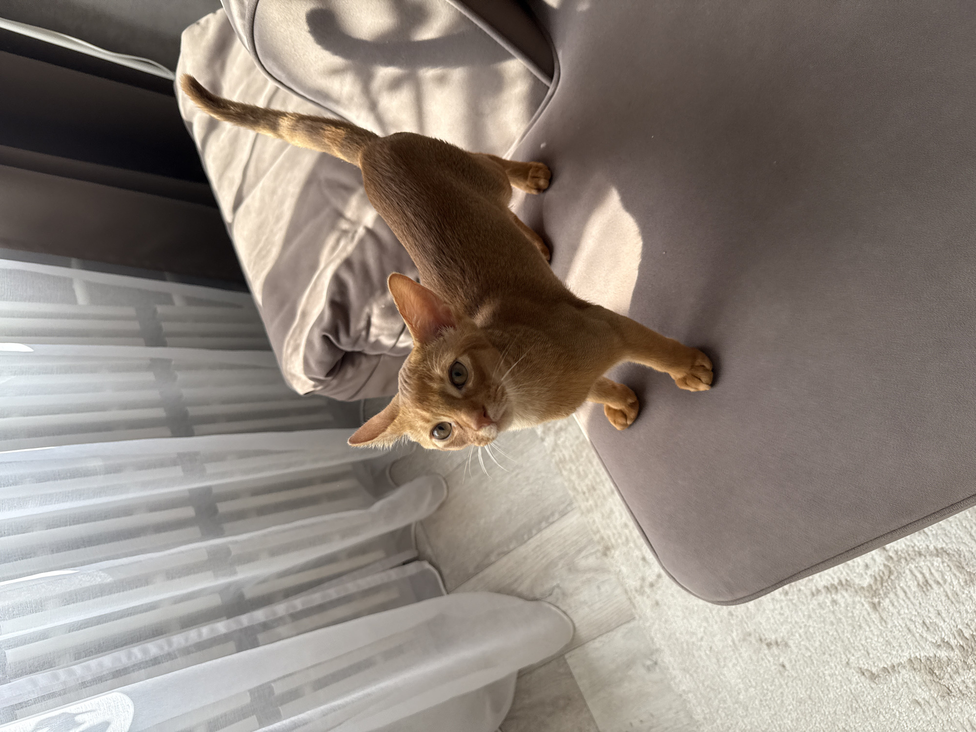 A ginger cat is standing on a grey cushioned seat, looking towards the camera. The cat has large ears, green eyes, and a long tail. The background shows a window with sheer white curtains and darker drapes. The floor is light-colored wood, and there is a textured rug visible. The lighting suggests it is daytime, with sunlight casting shadows. The scene is indoors, likely in a residential setting. There is no information available about this location being in Stary Oskol, Russia.